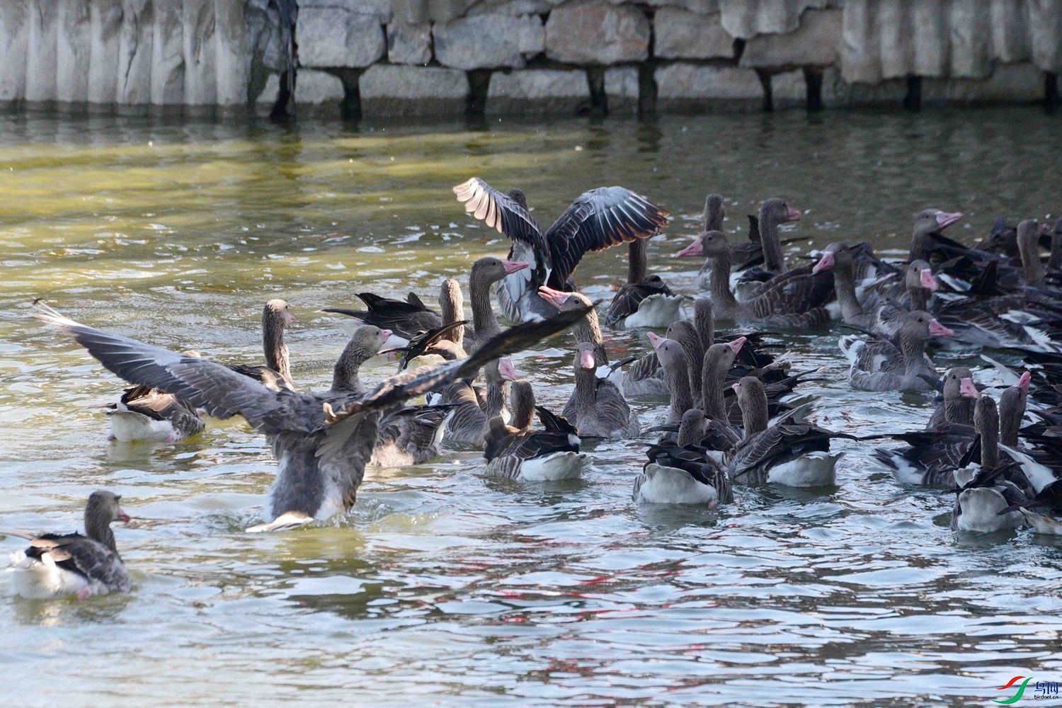 DSC_6887.JPG