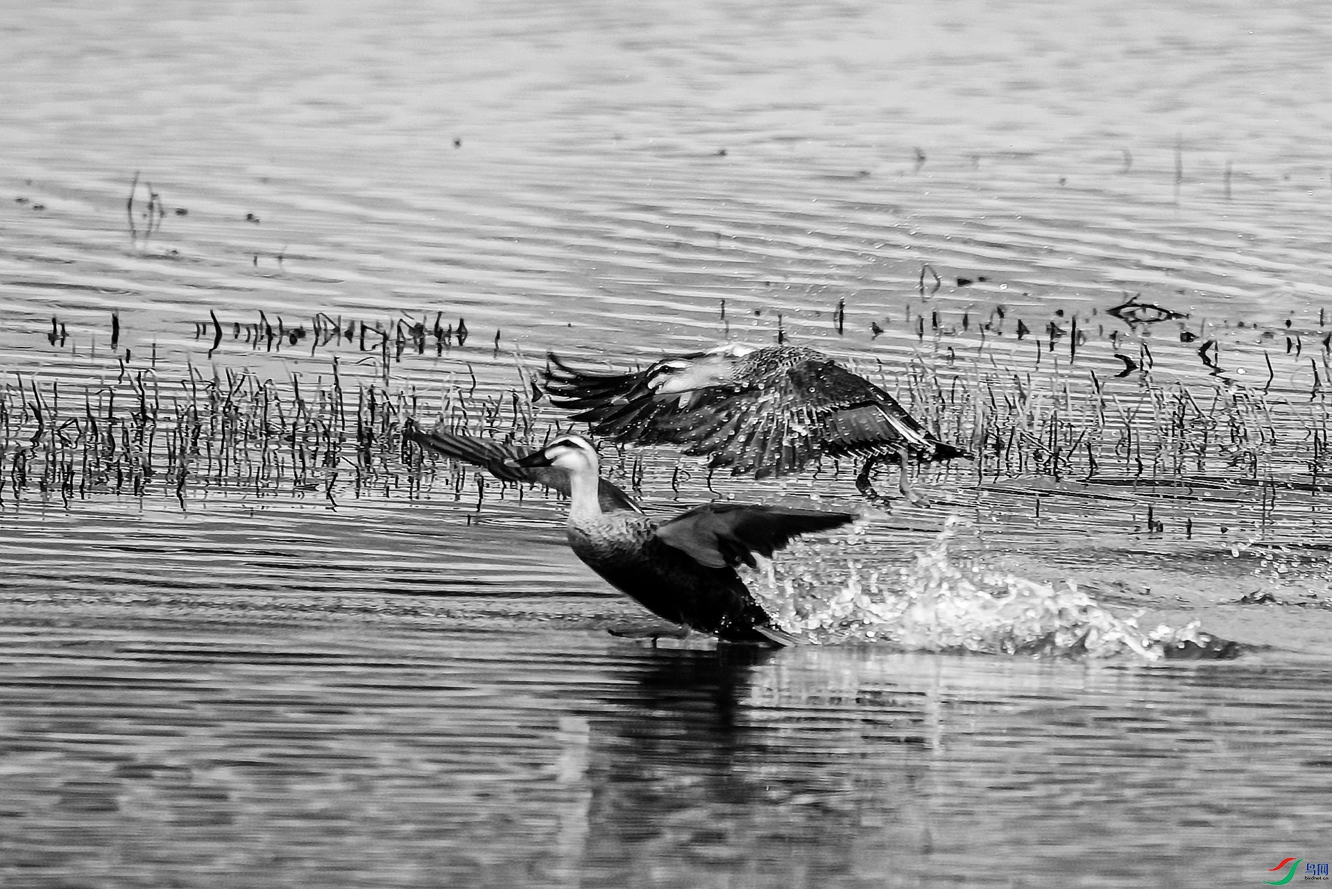 _DSC40820.jpg