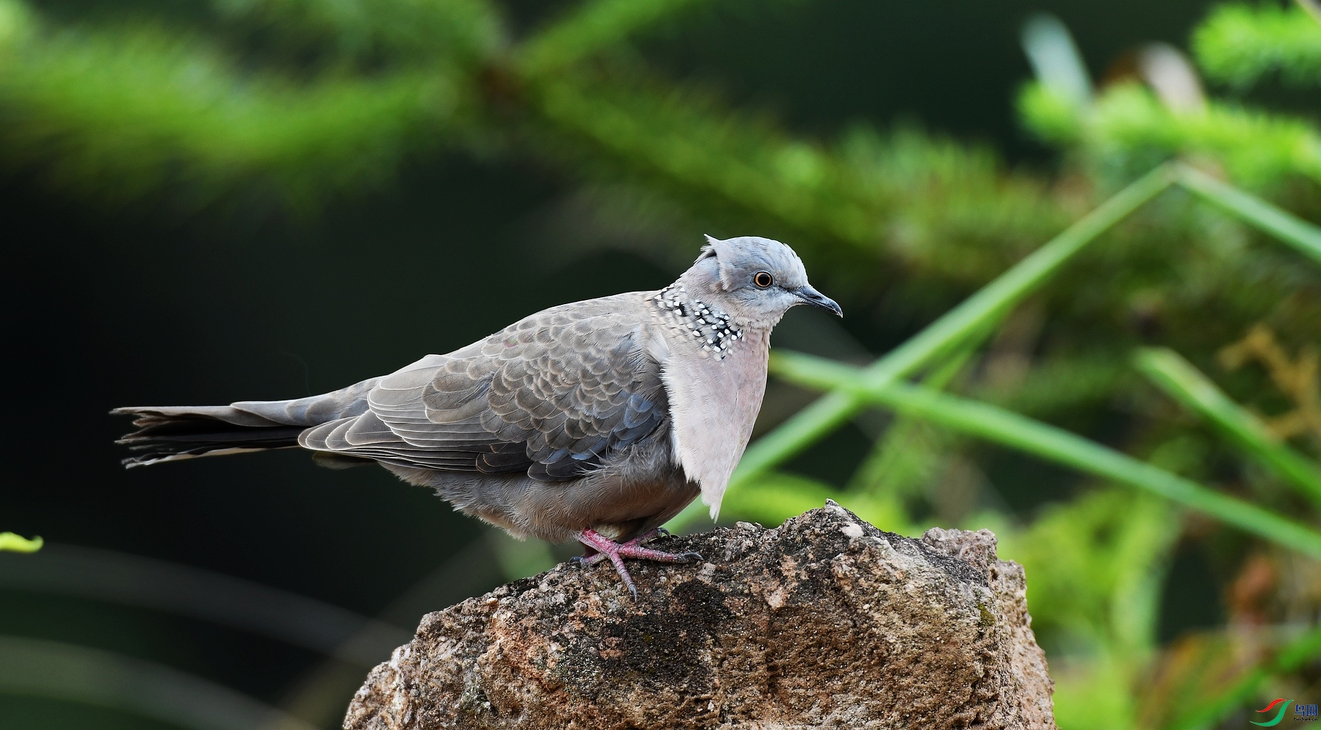 DSC_6657.jpg