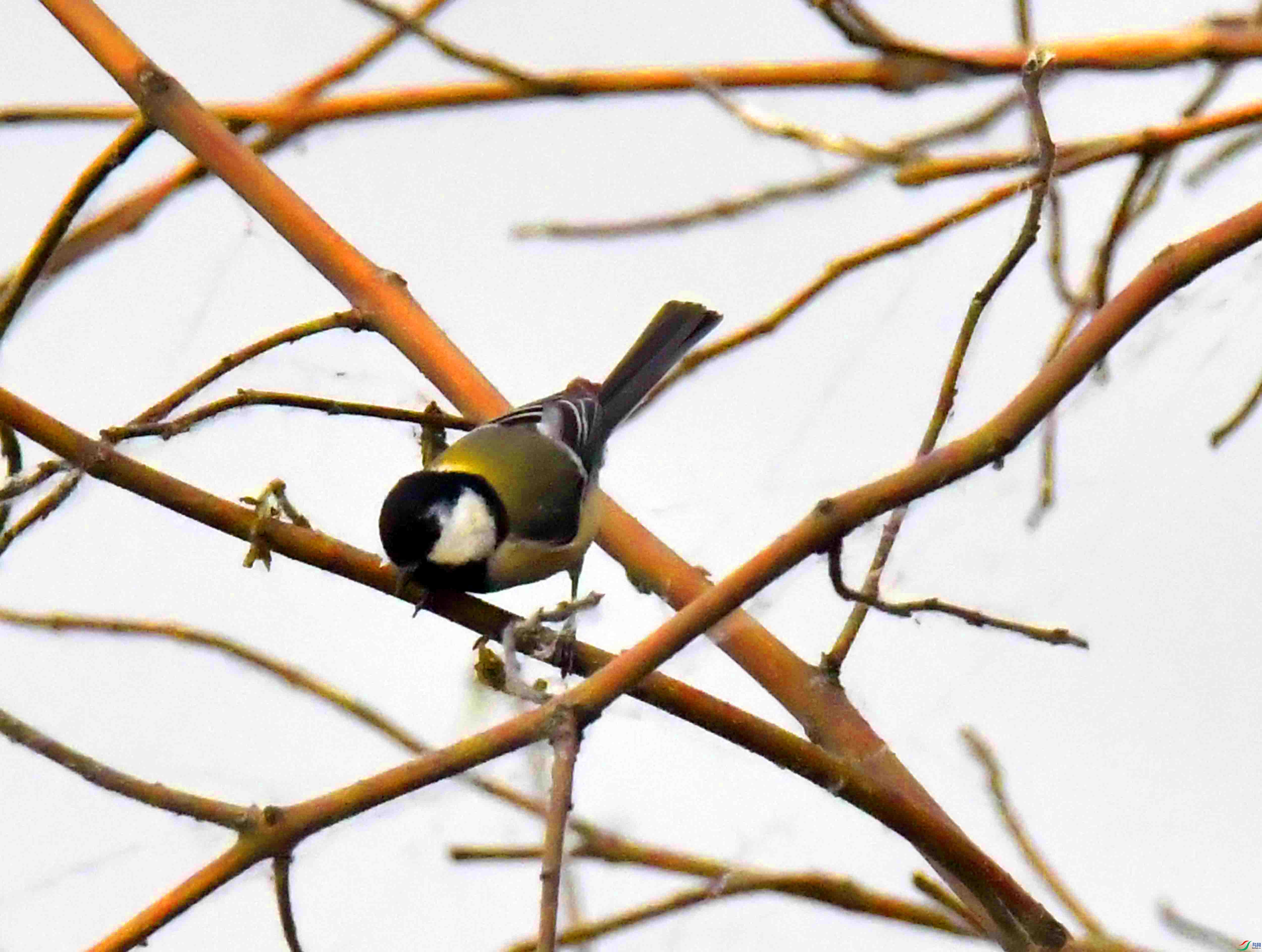 DSC_6277.JPG