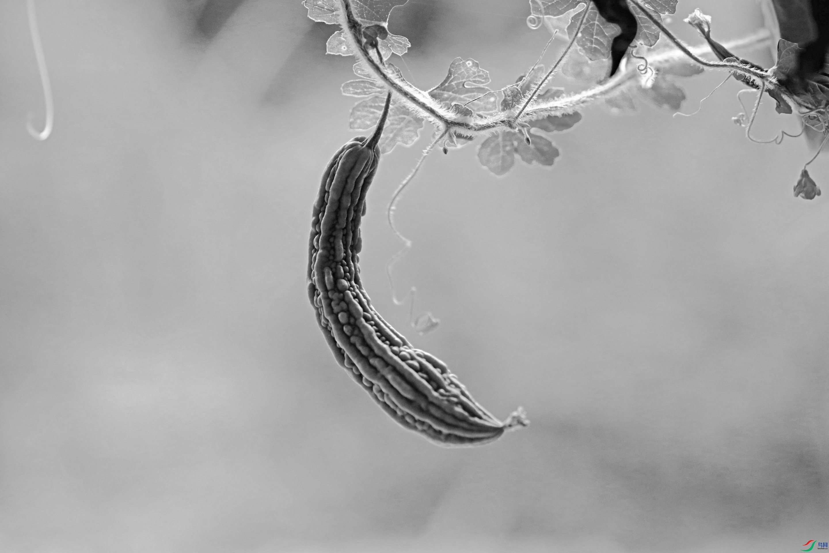 BG3A4823_����1_����_����.jpg