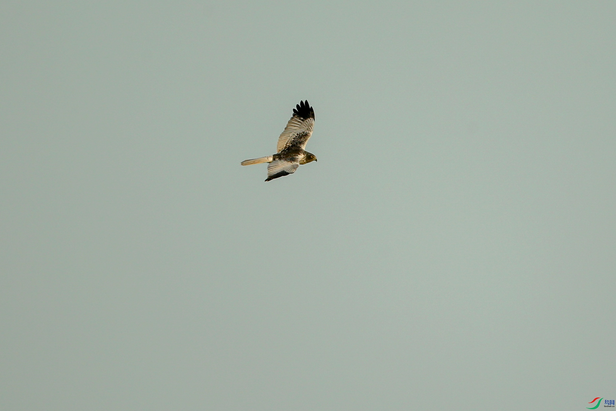 Picture 13511076.jpg