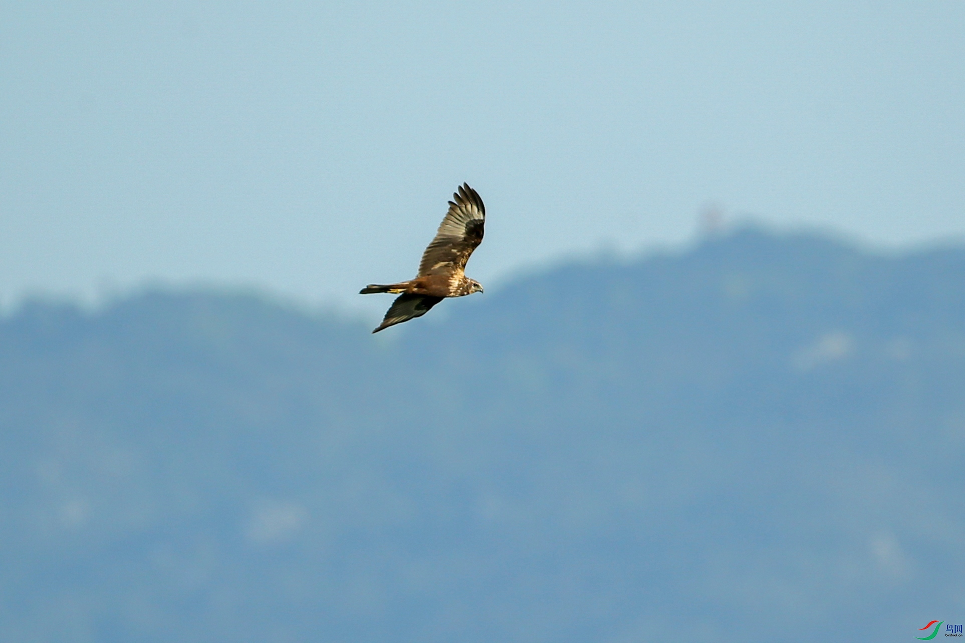 Picture 13797920.jpg