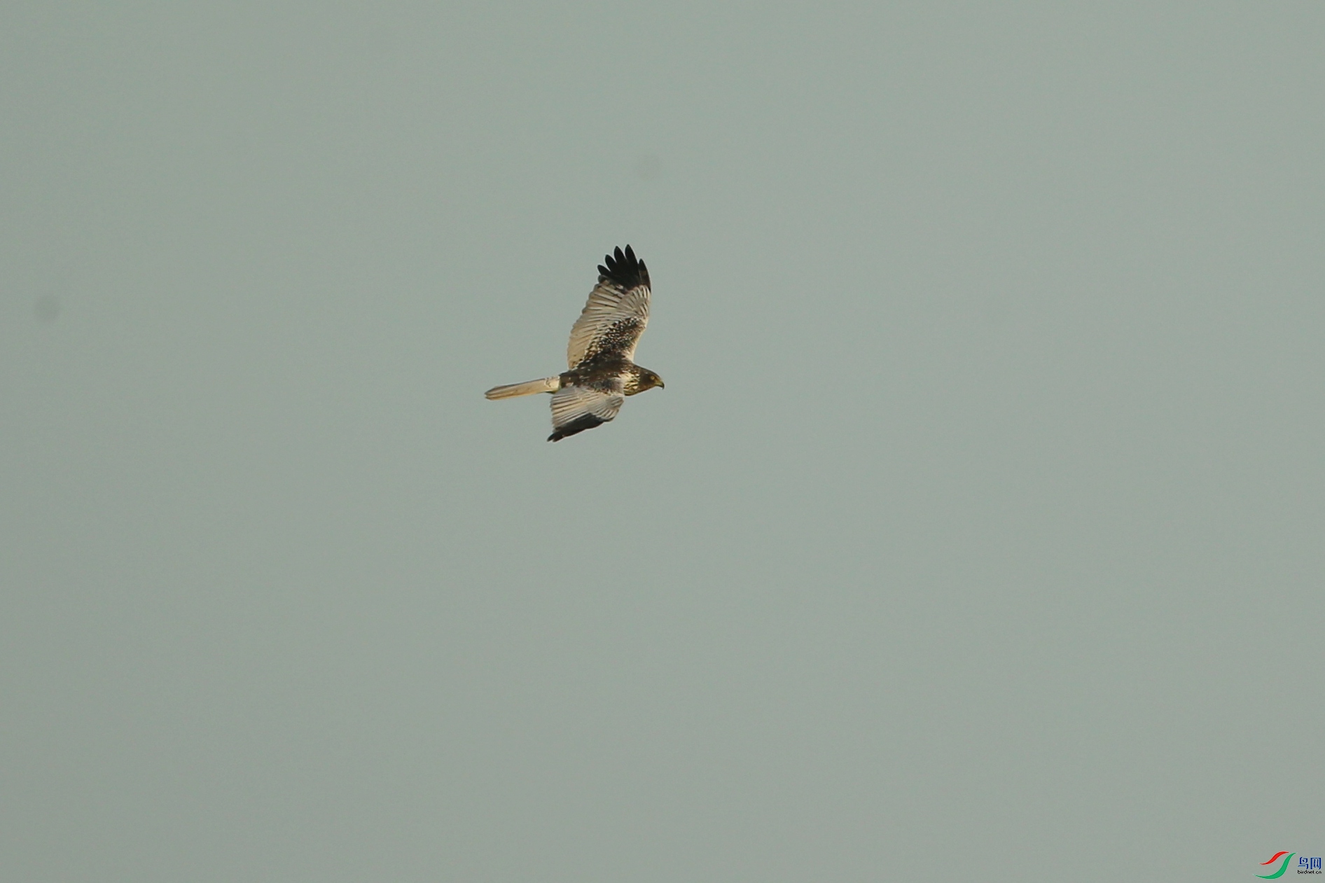 Picture 14459064.jpg