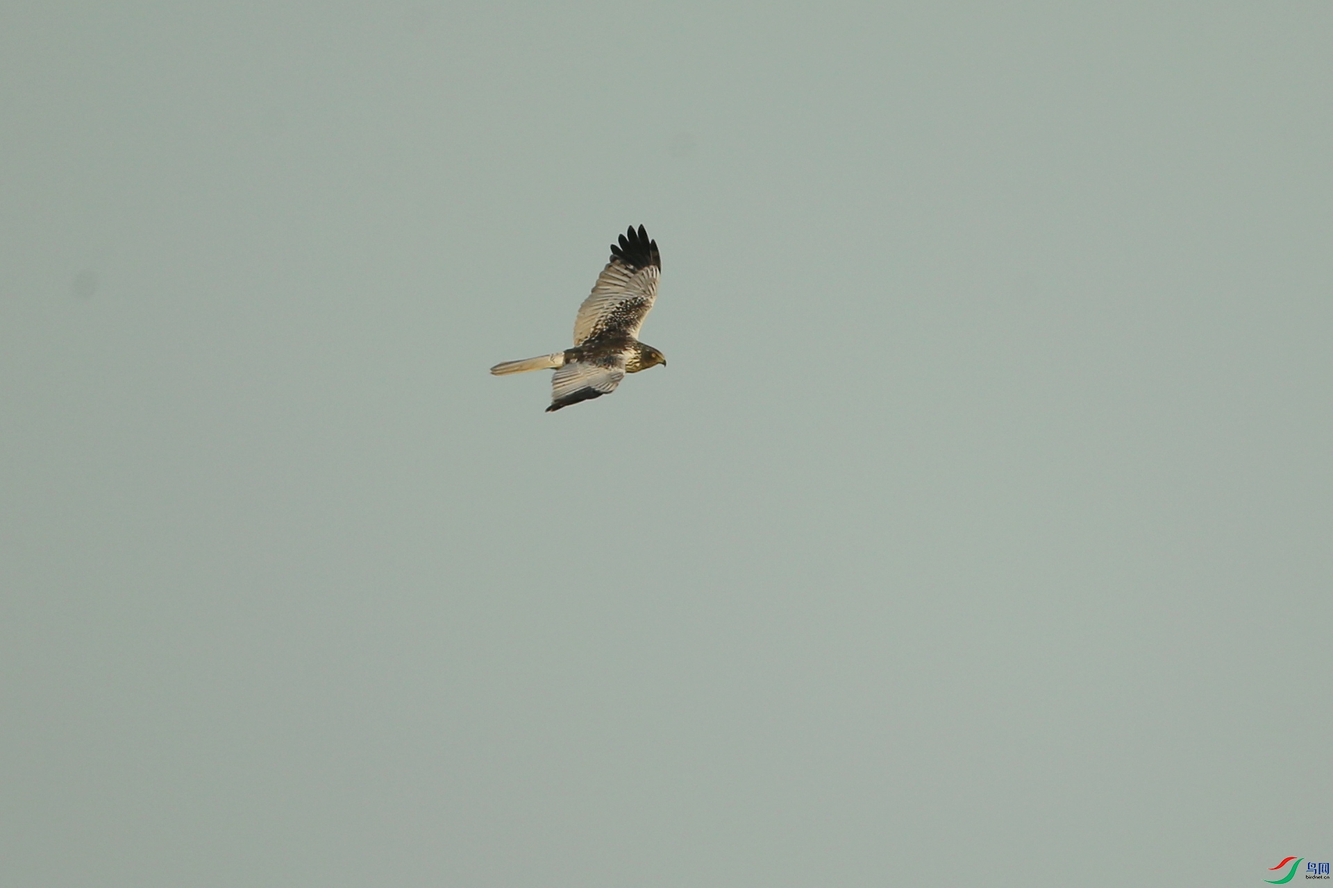 Picture 14466280.jpg