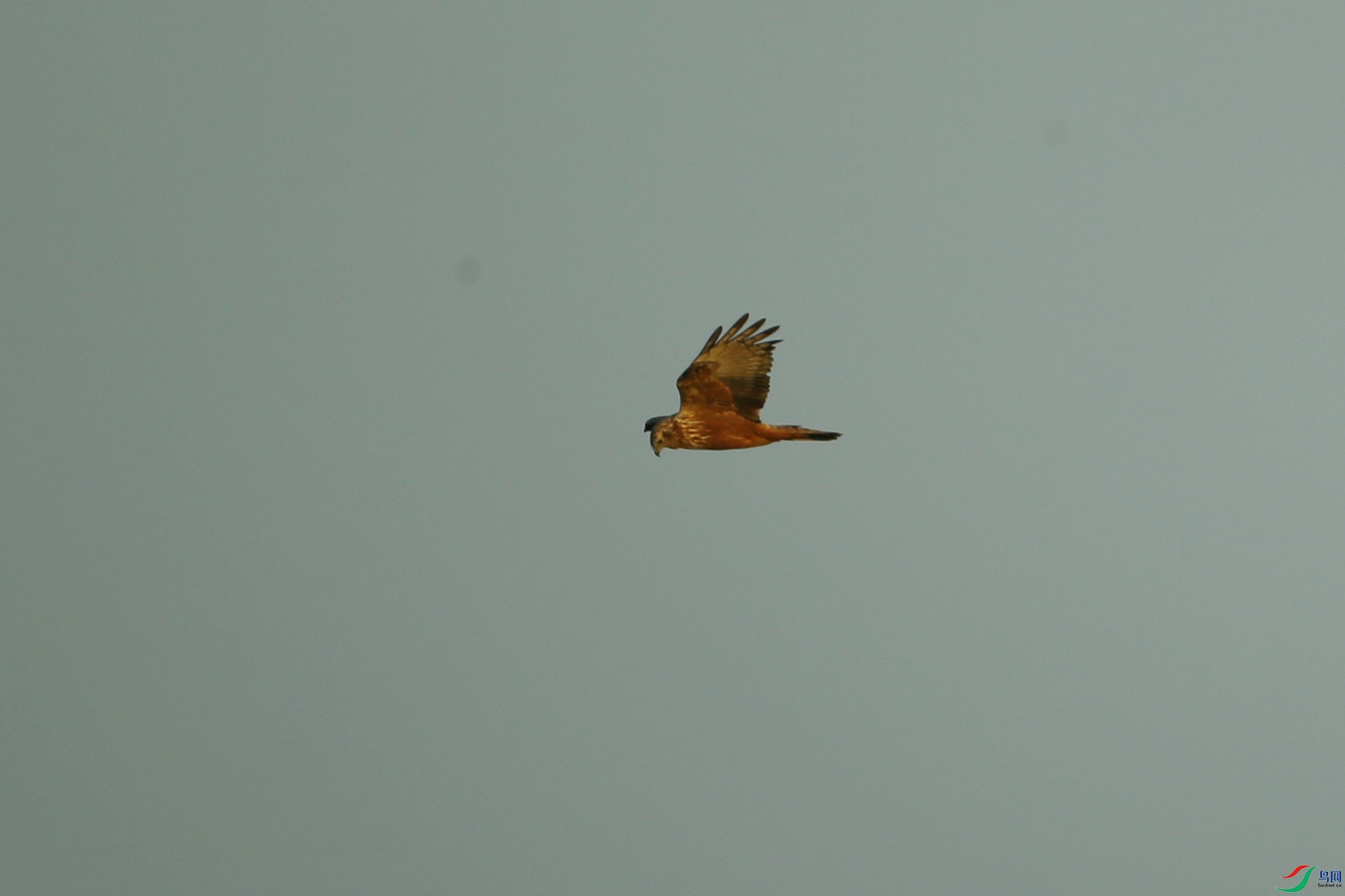 Picture 14444432.jpg
