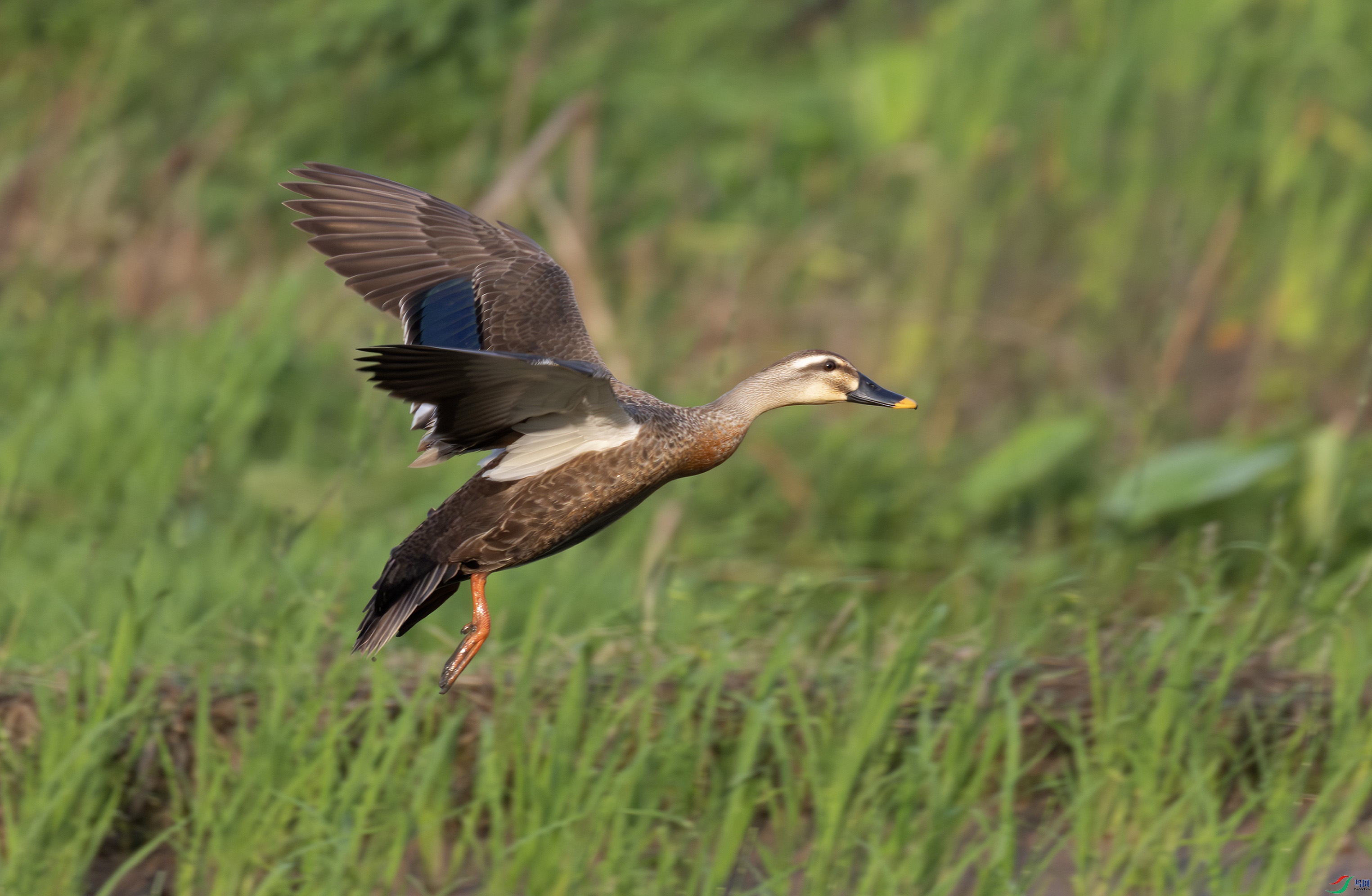 2I1A2419-����ǿ-NR ����.jpg