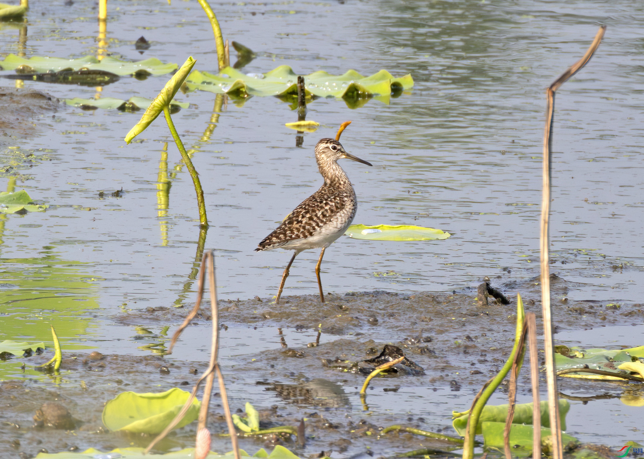 2I1A2715-����ǿ-NR ����.jpg