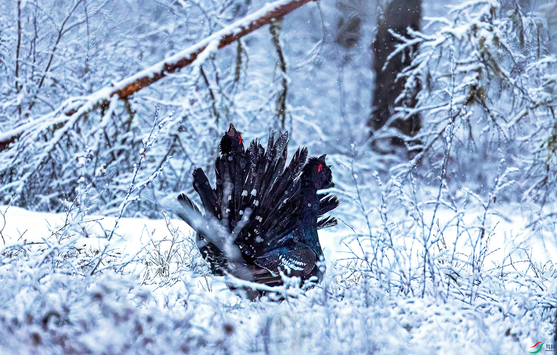 060A1427 ����-Sh---1 .jpg