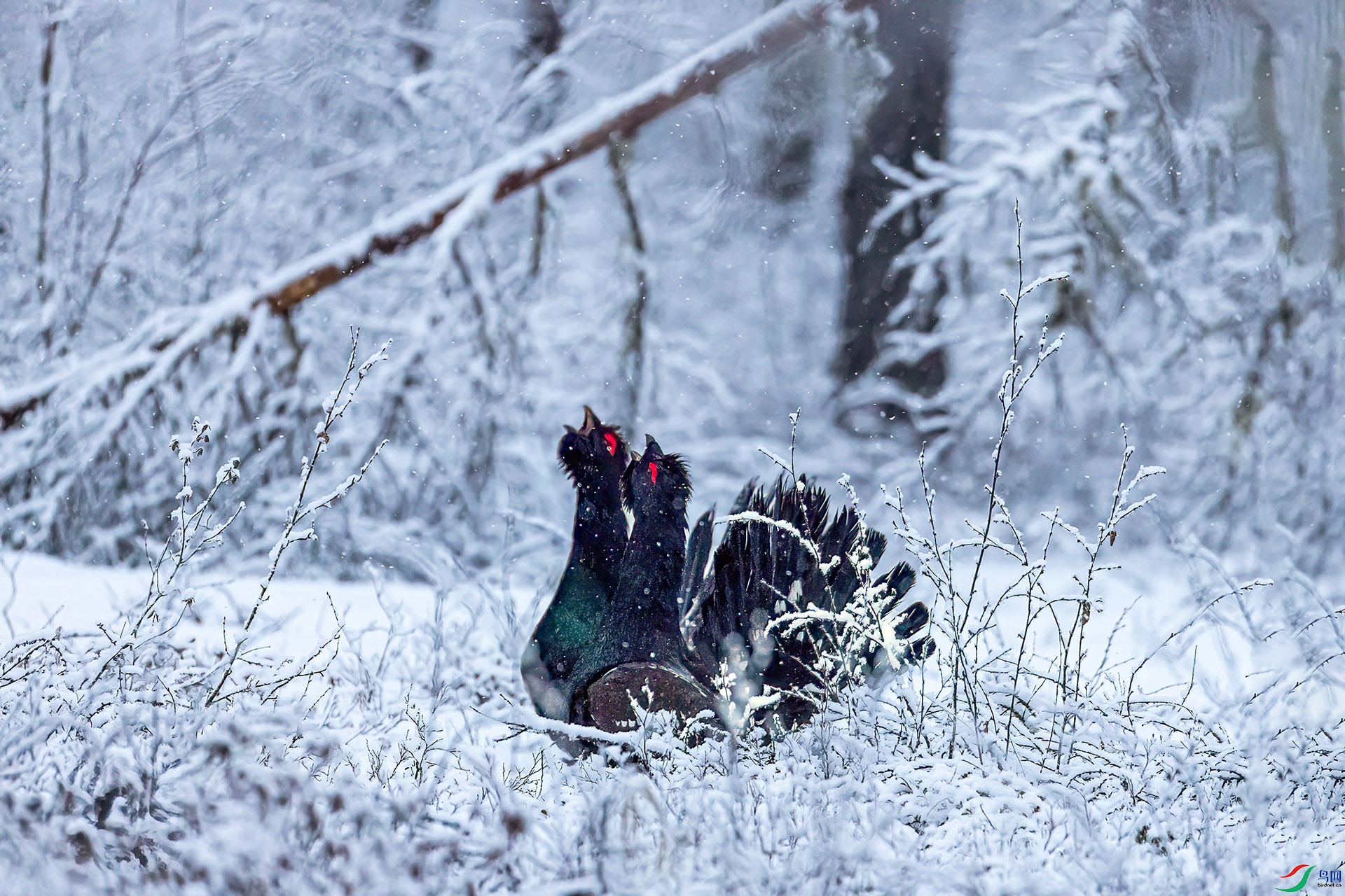 060A1722 ����-Sha----1 .jpg