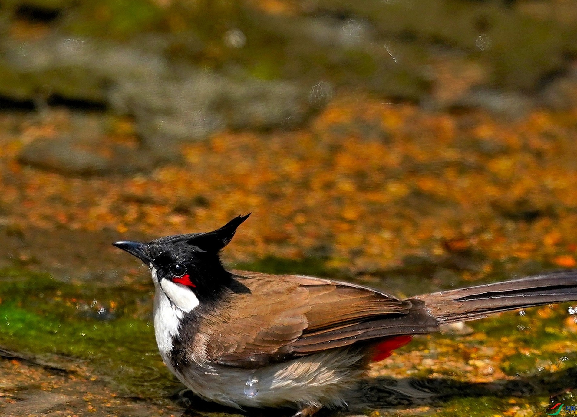 DSC07416.JPG