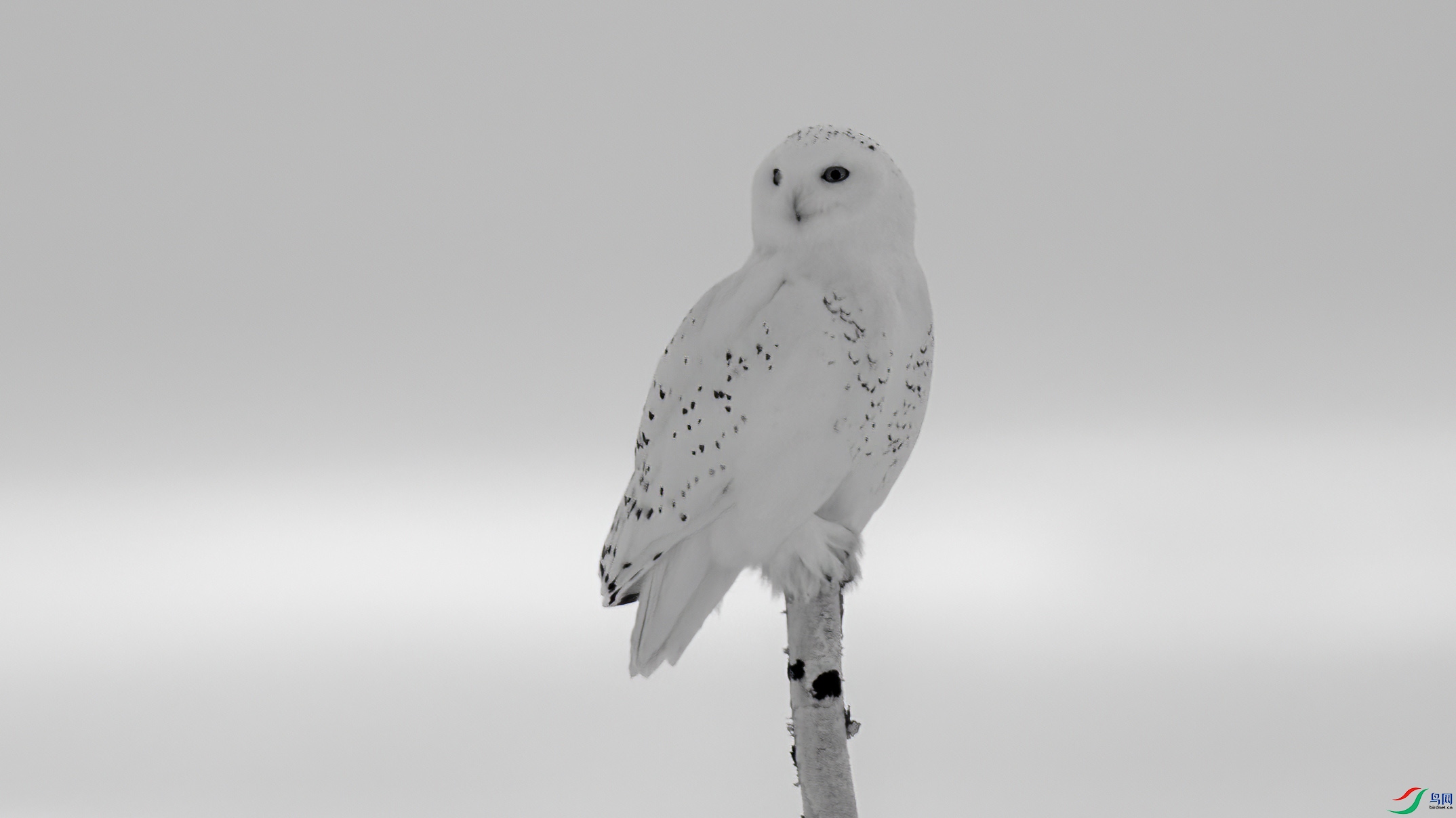 DSC07071 ����.jpg