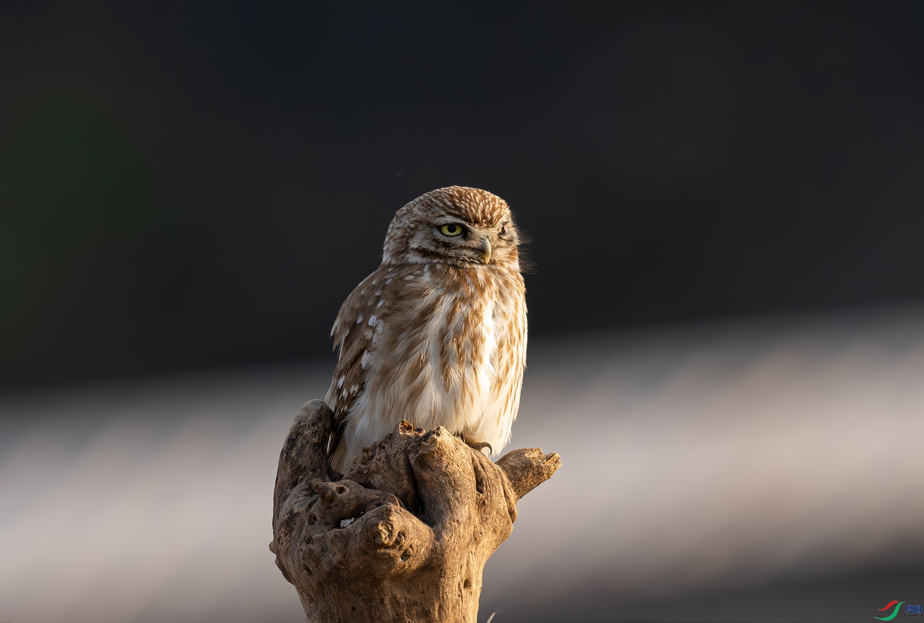 DSC_0893d2.jpg