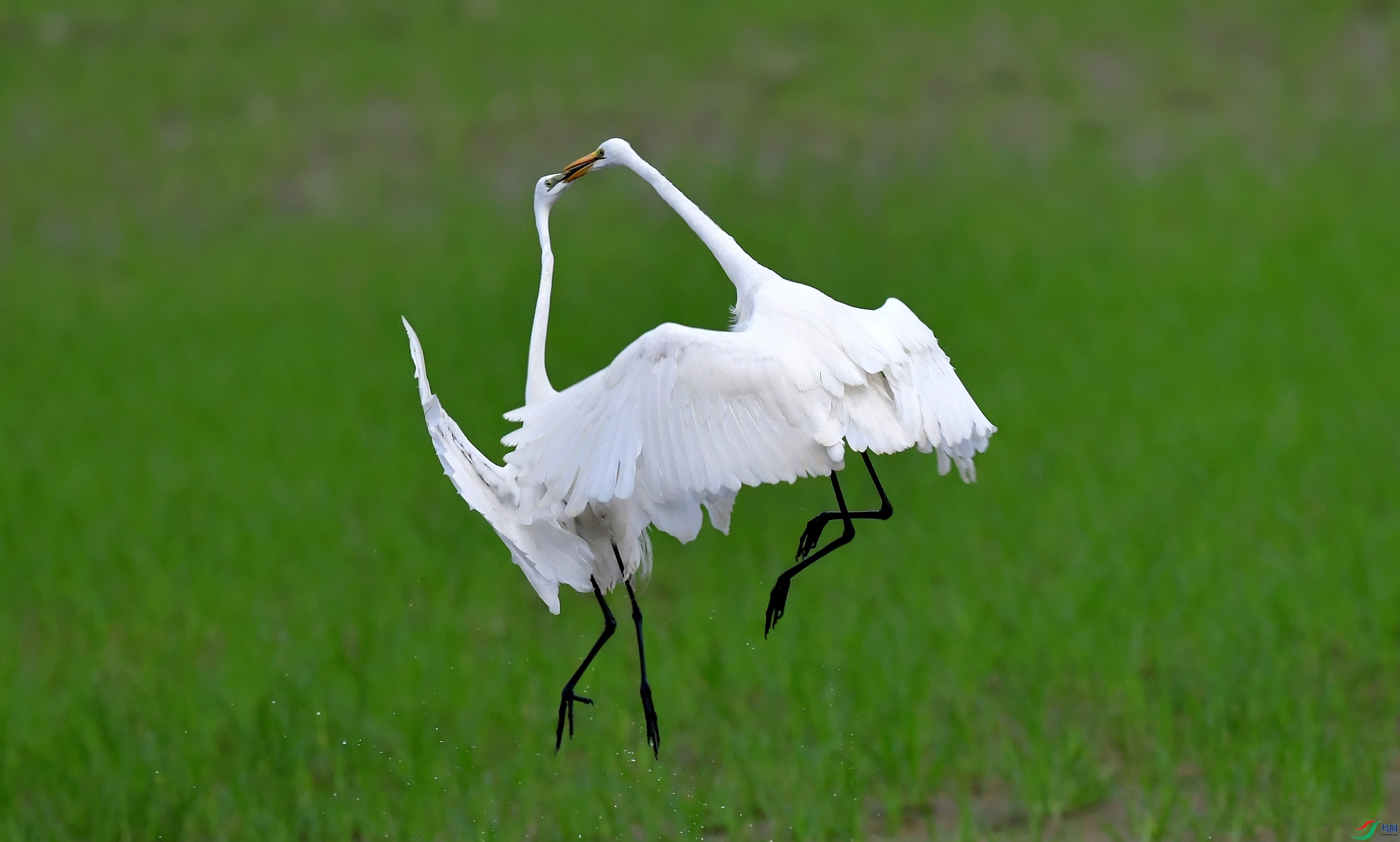 DSC_0418_conew2.jpg