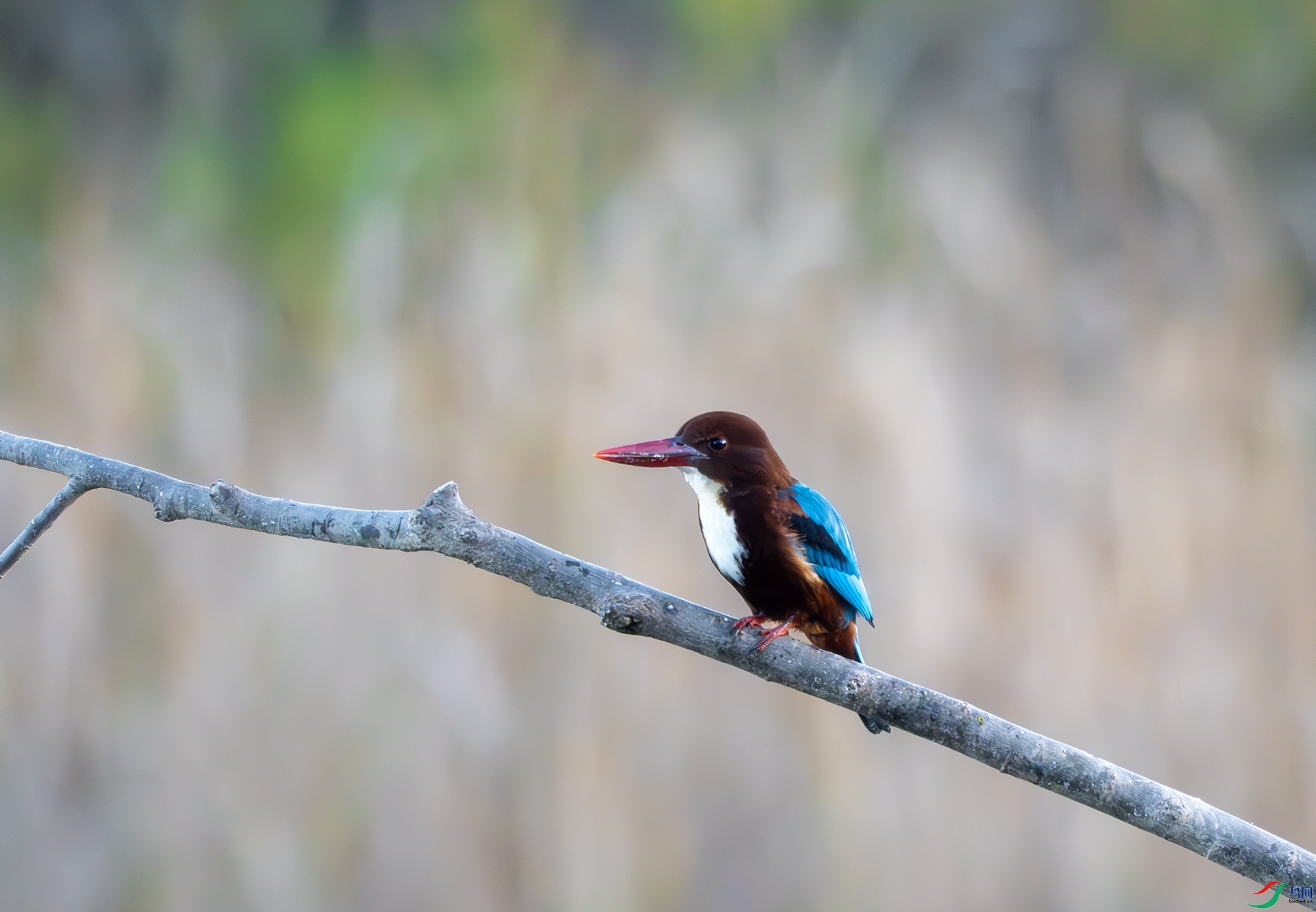 DSC07468-����ǿ-NR ����.jpg