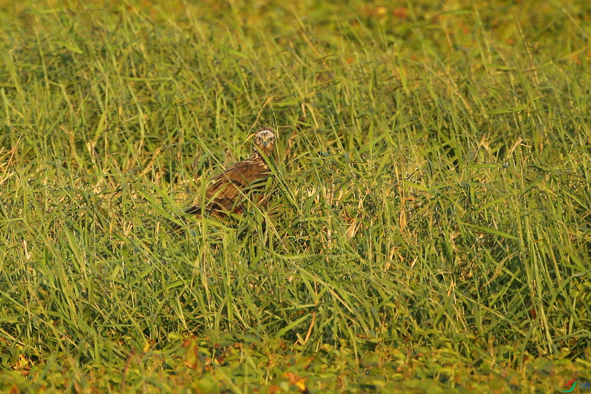 Picture 14233768.jpg