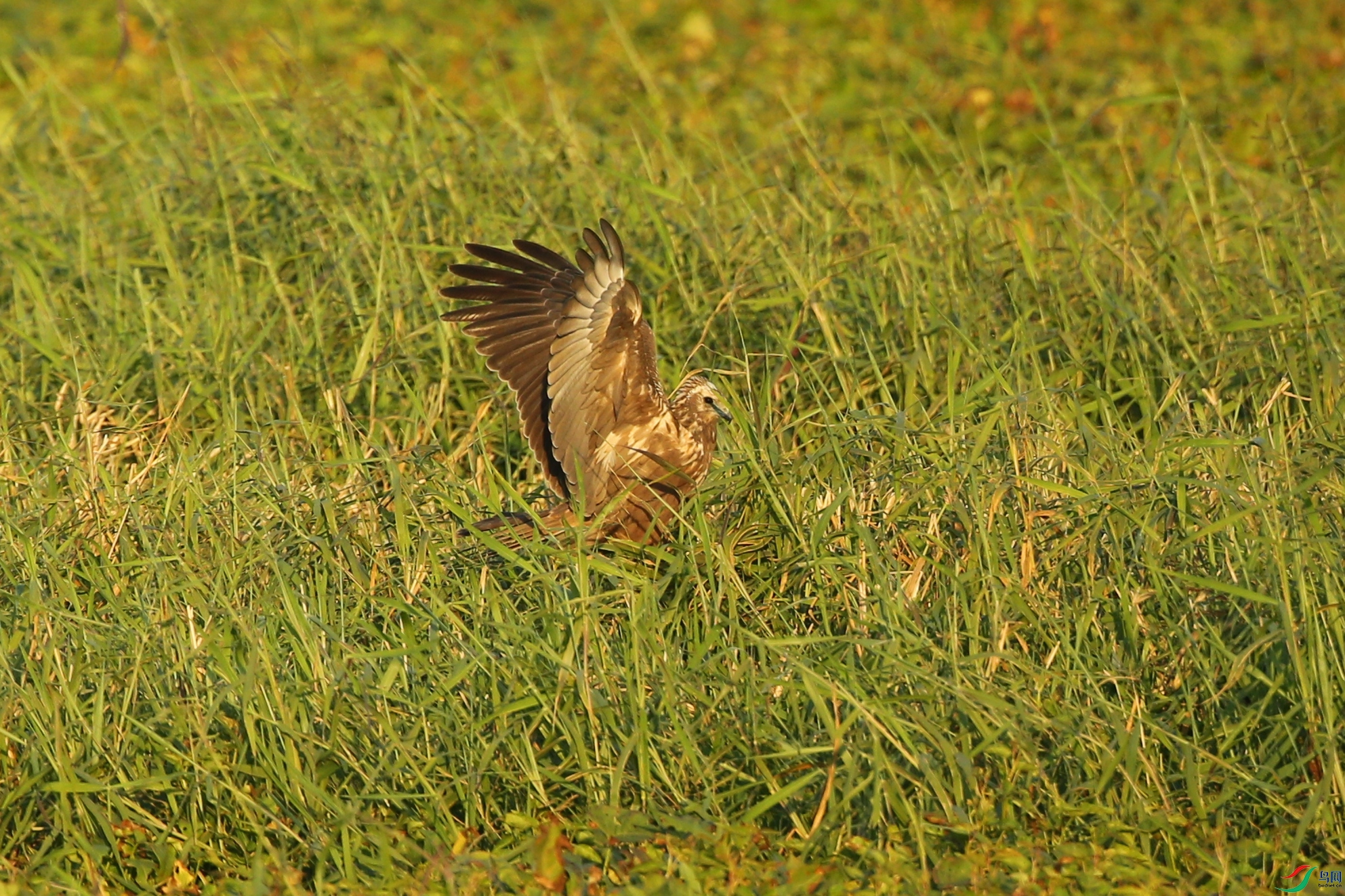 Picture 14185080.jpg