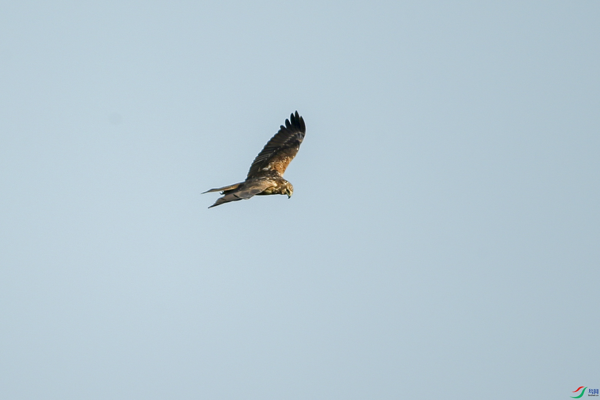 Picture 14790384.jpg