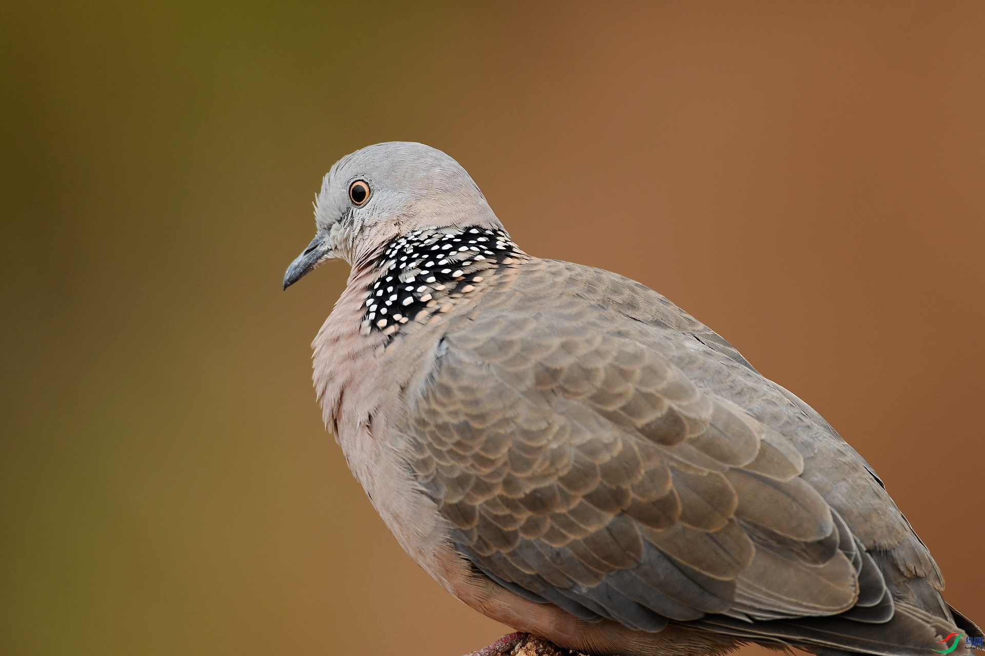 DSC_6627.jpg