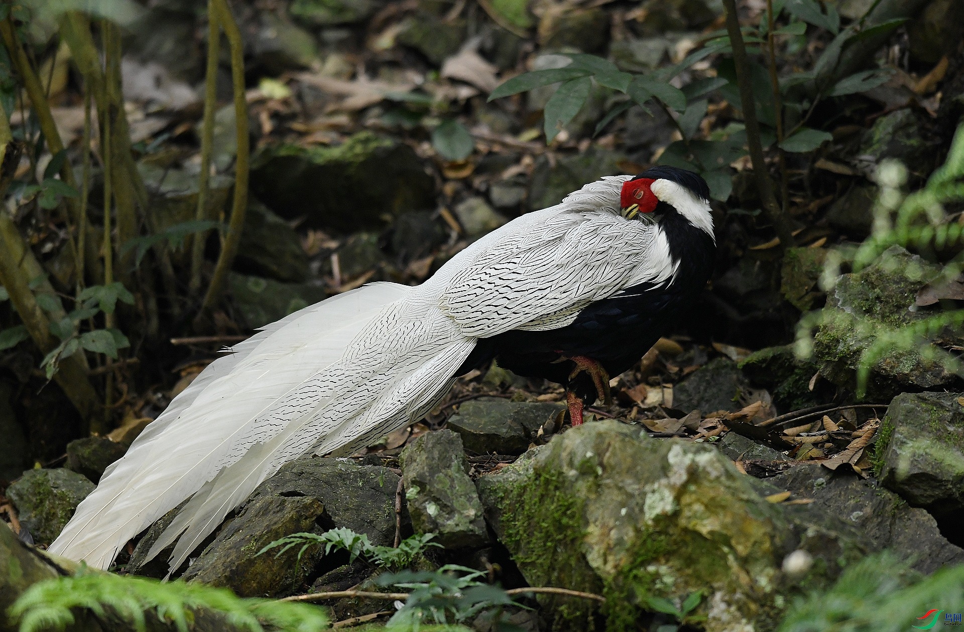 DSC_5297.jpg
