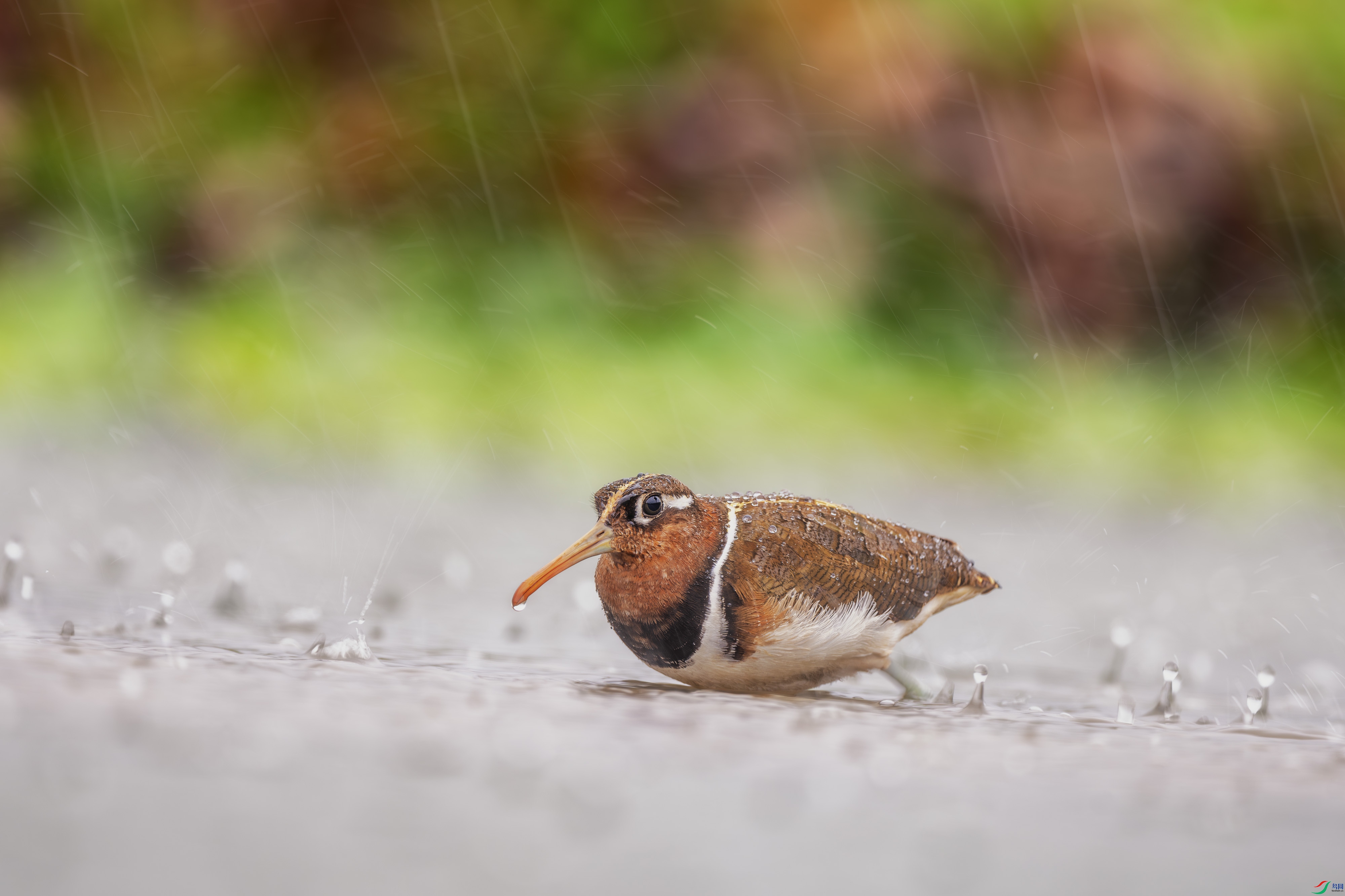 _DSC6210-����ǿ-NR ����.jpg