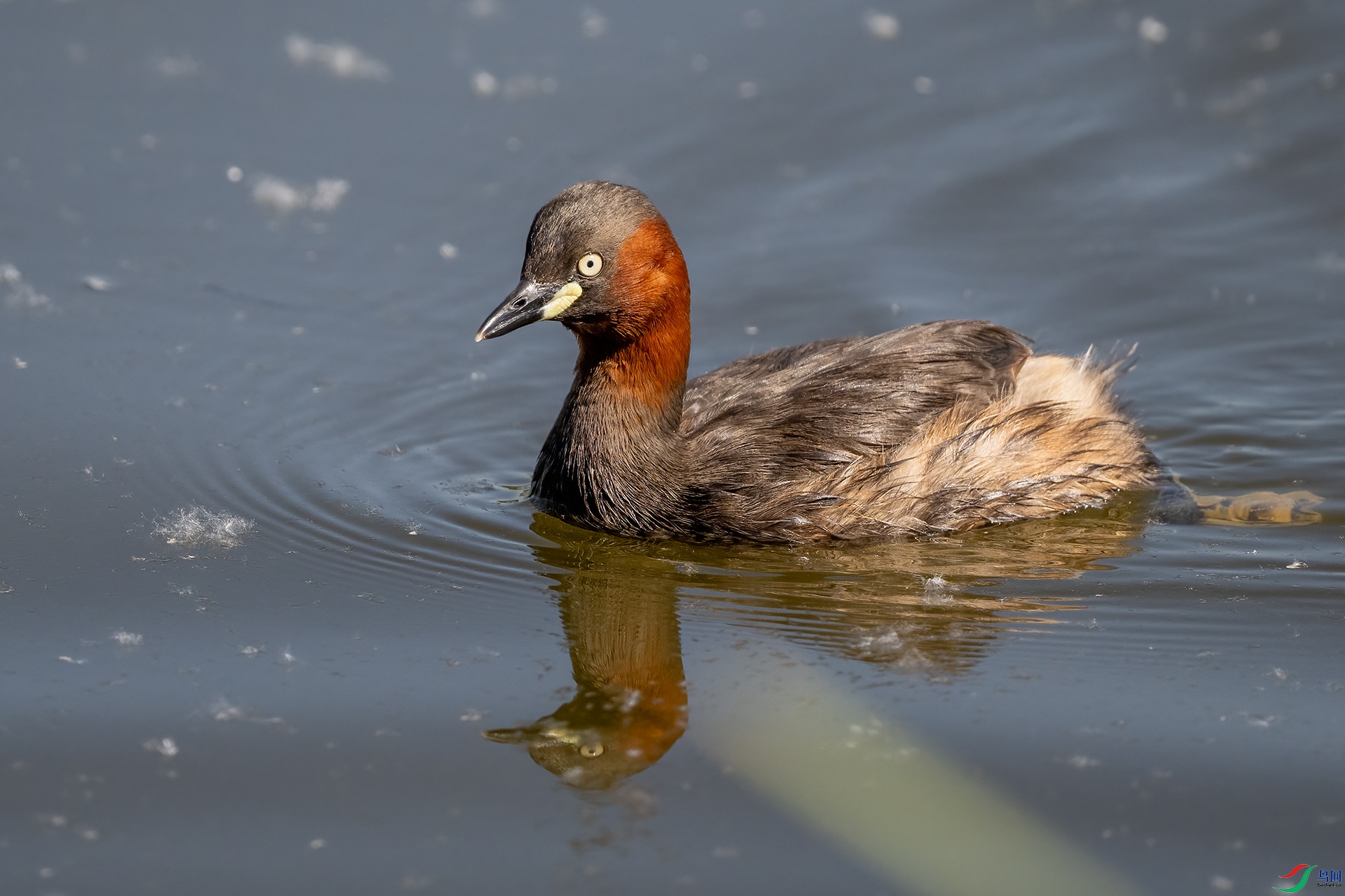 _DSC2370 ����-.jpg