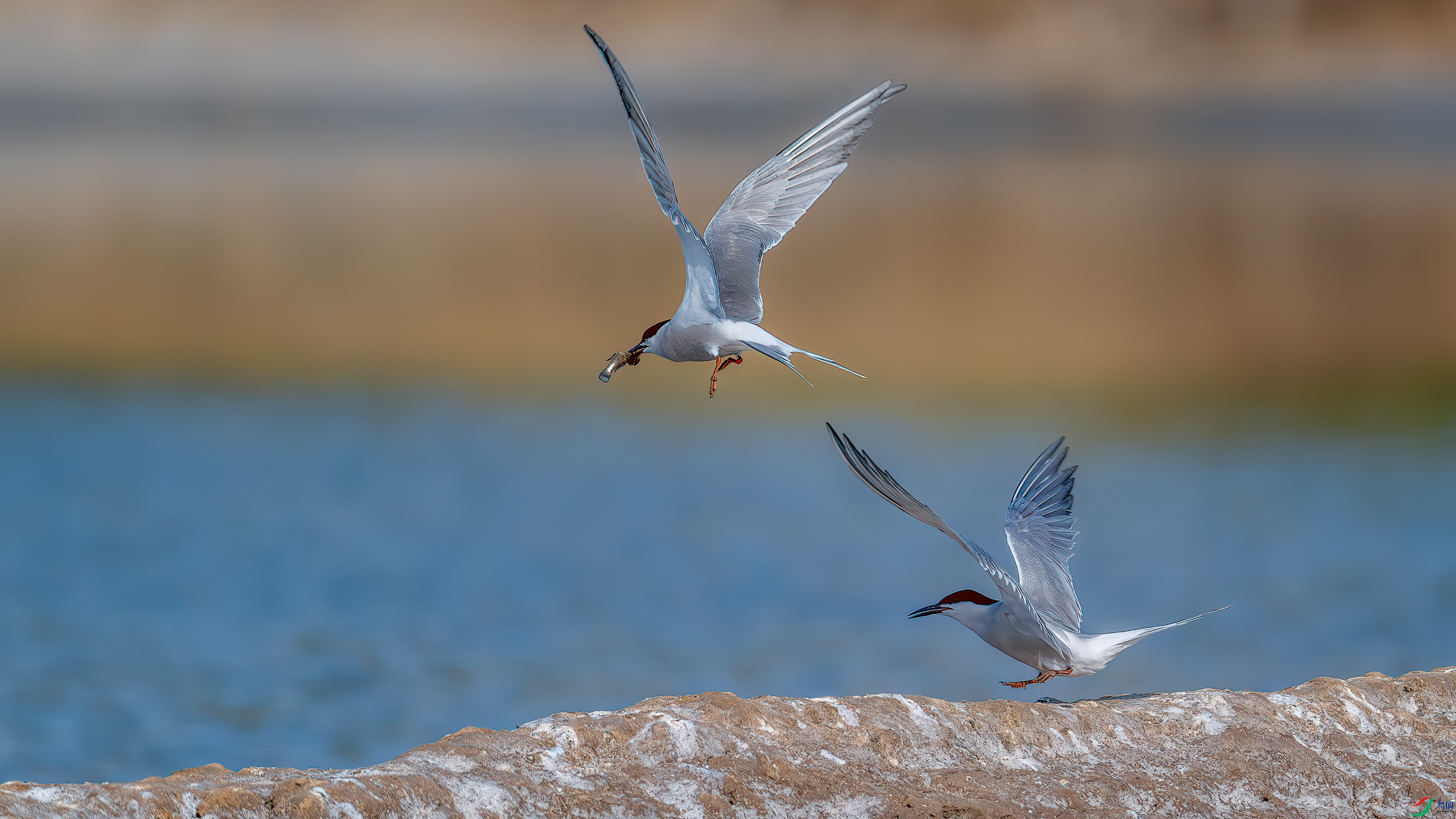 DSC_2375-����ǿ-NR.jpg