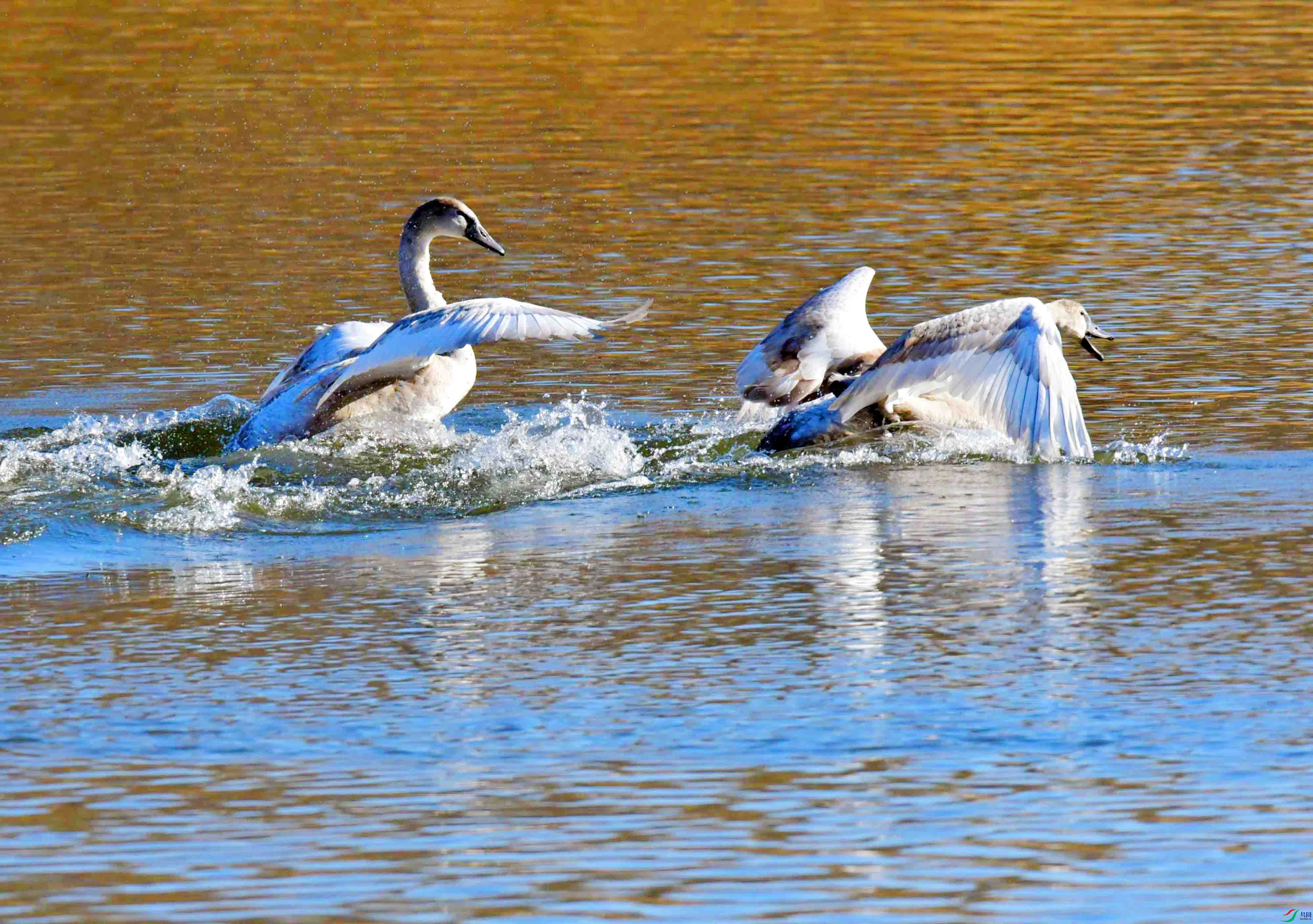 DSC_5452.JPG
