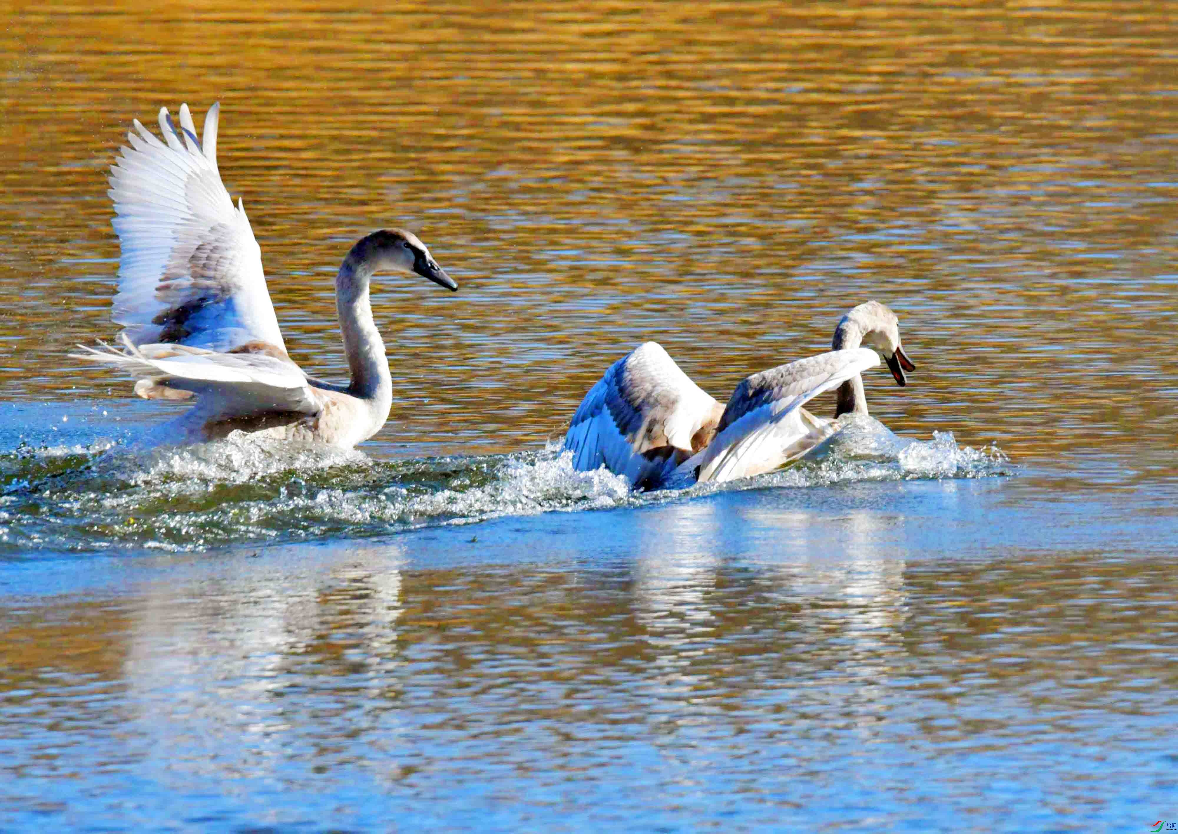 DSC_5454.JPG