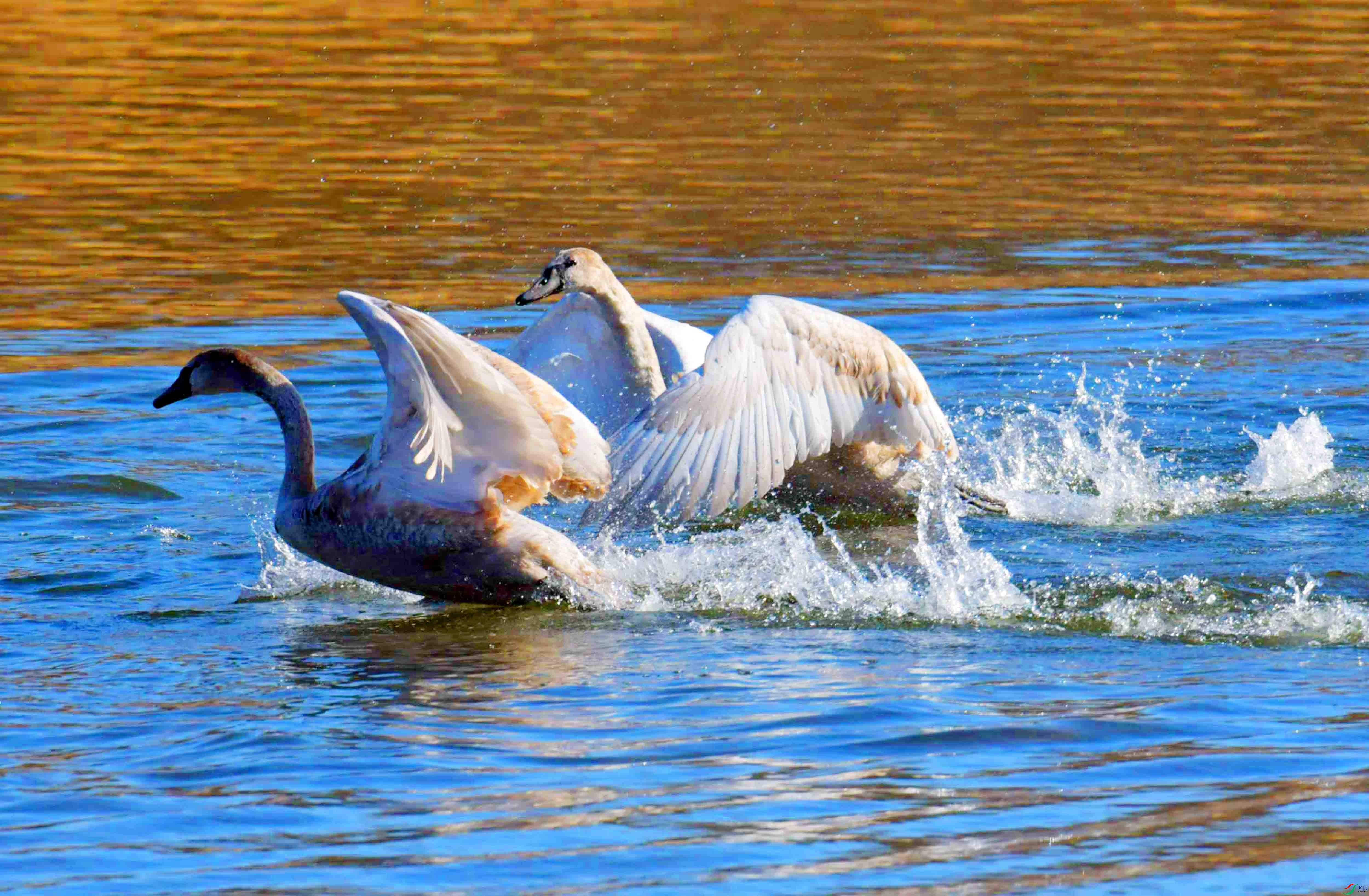 DSC_5475.JPG