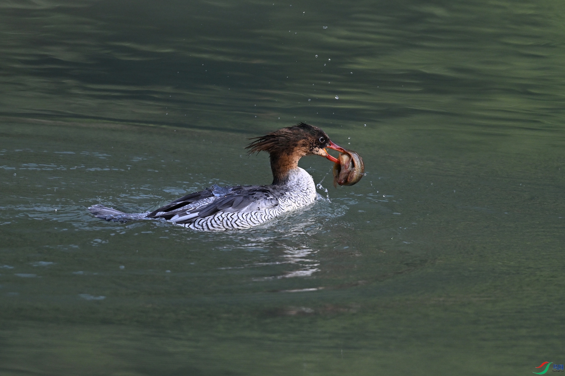 DSC_7589.JPG