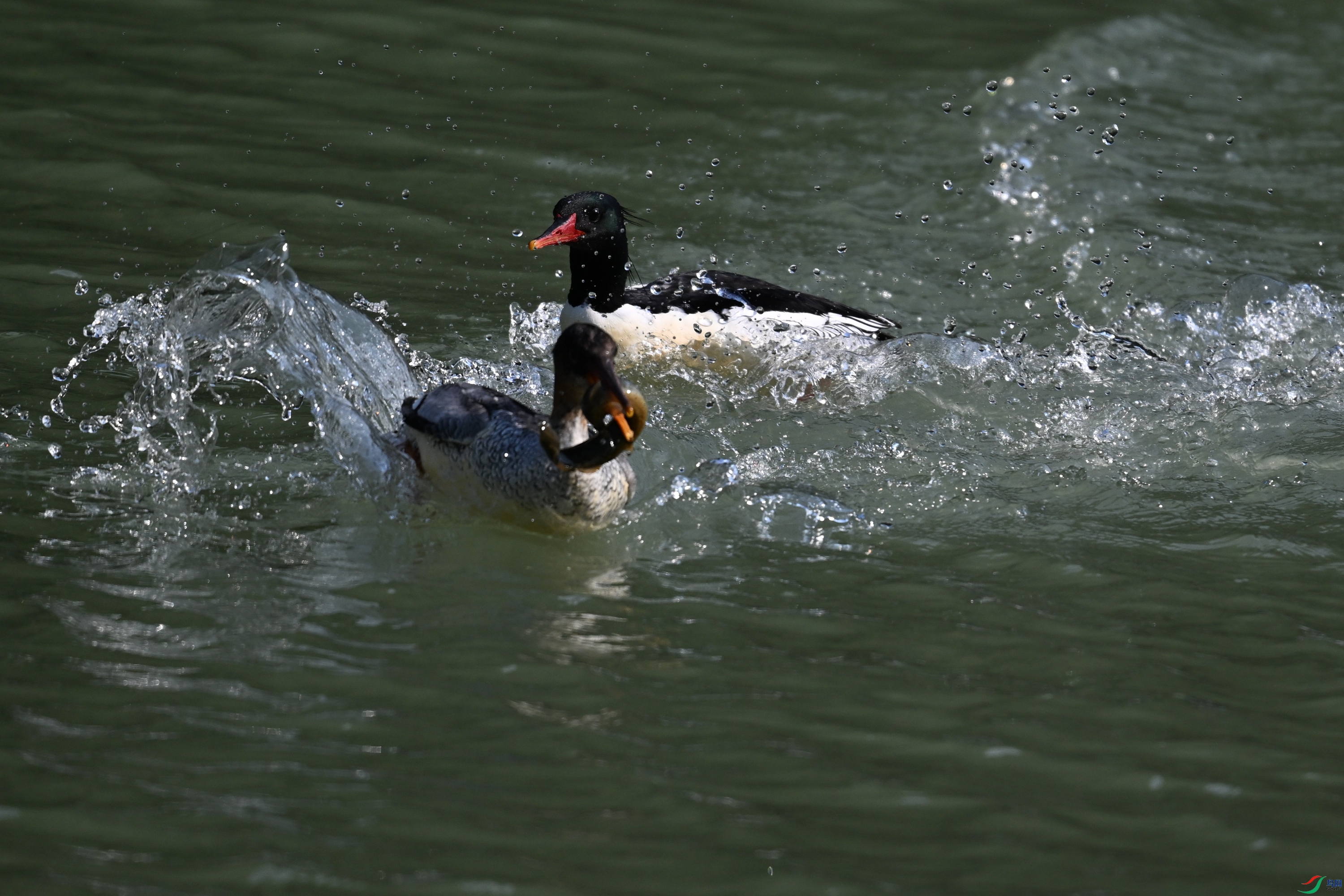 DSC_7454.JPG