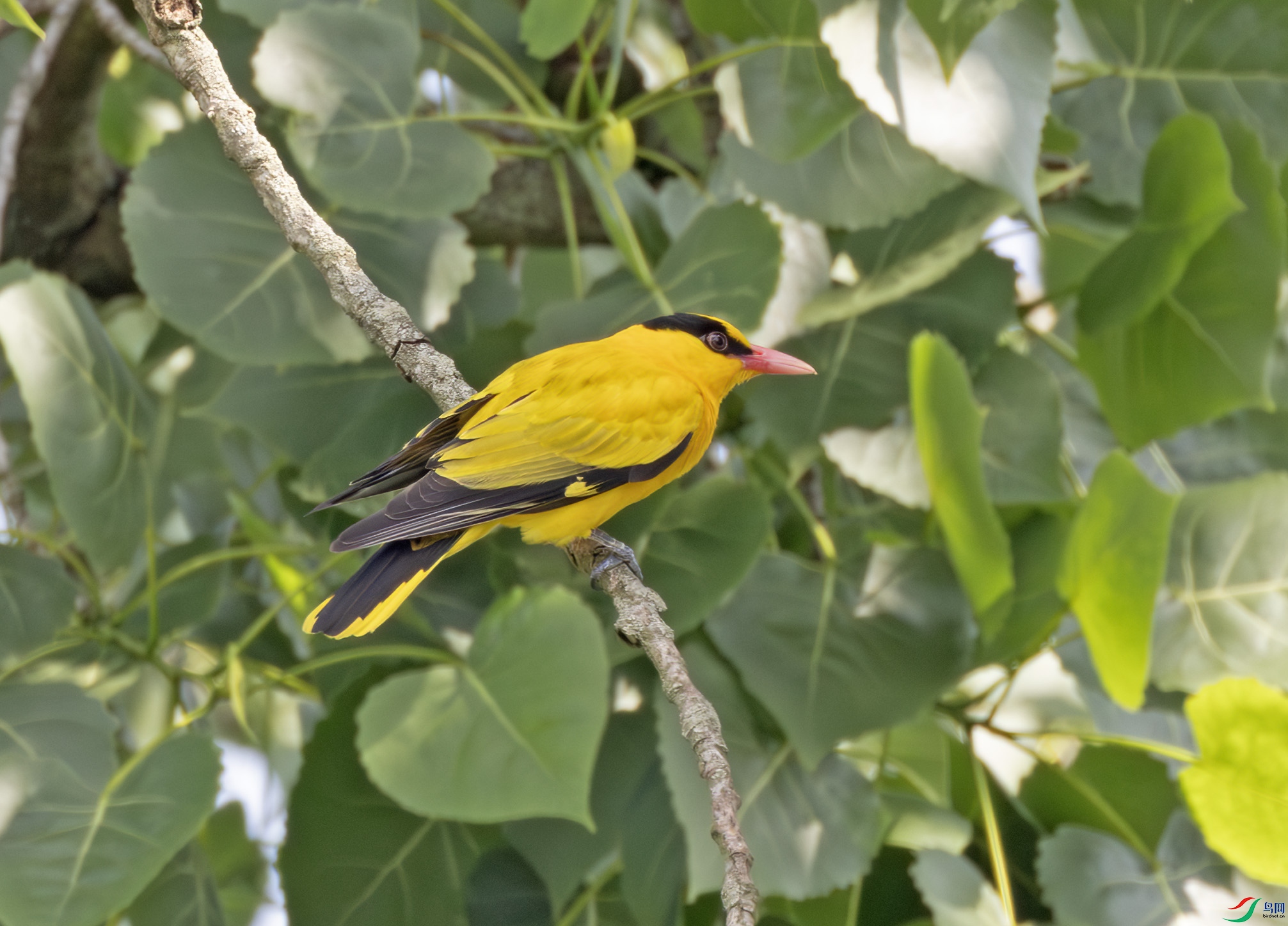 2I1A3769-����ǿ-NR ����.jpg