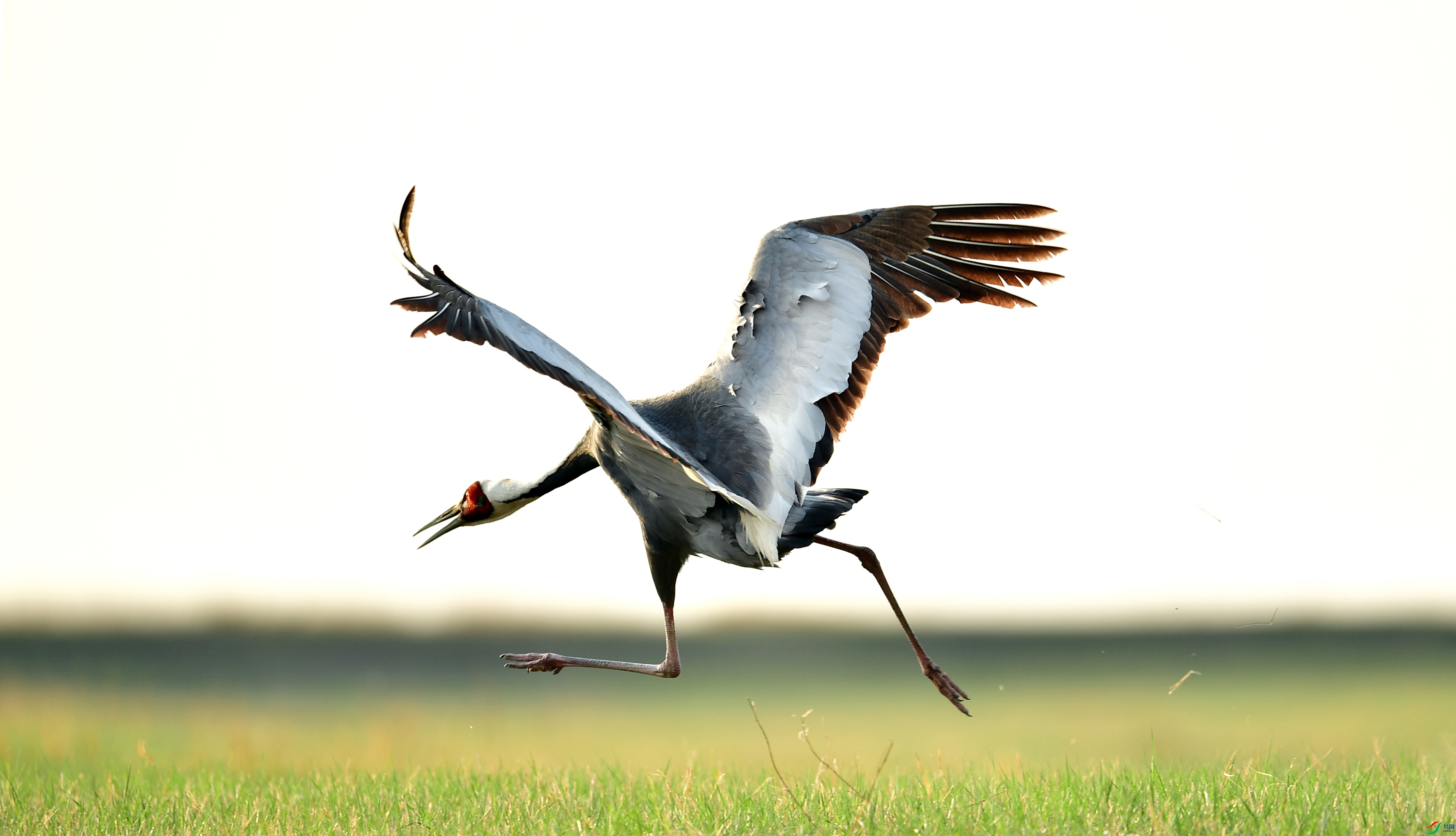 WZL_3630_����.jpg