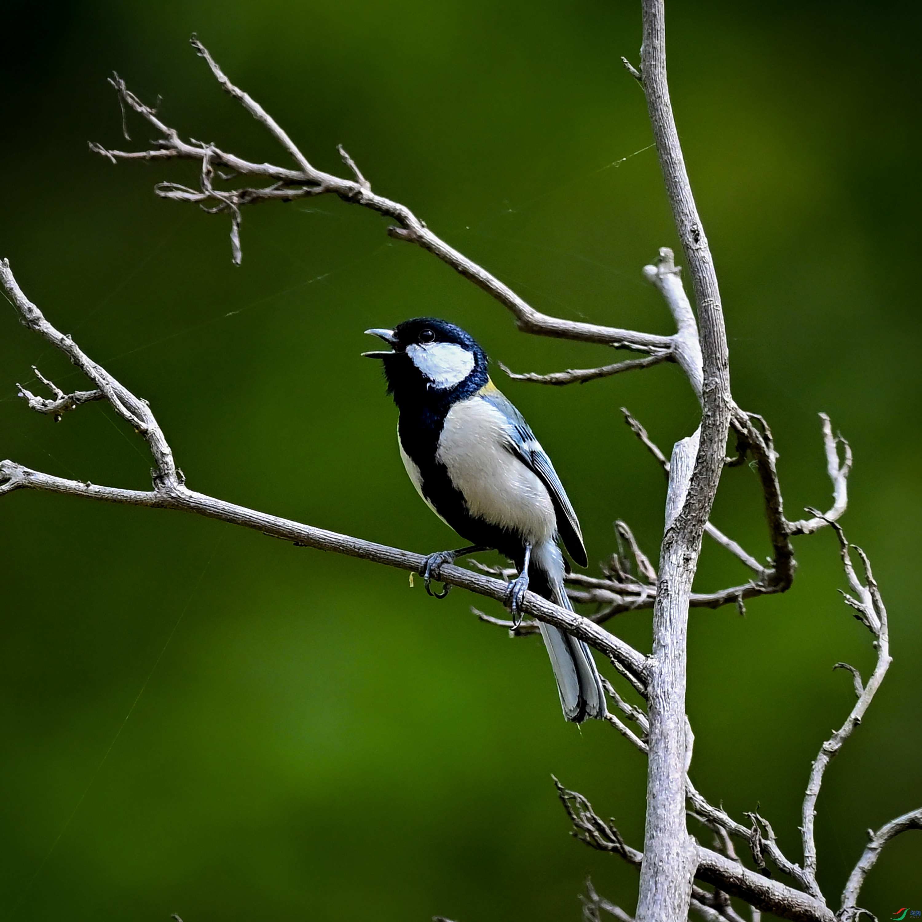 DSC_7491z.jpg