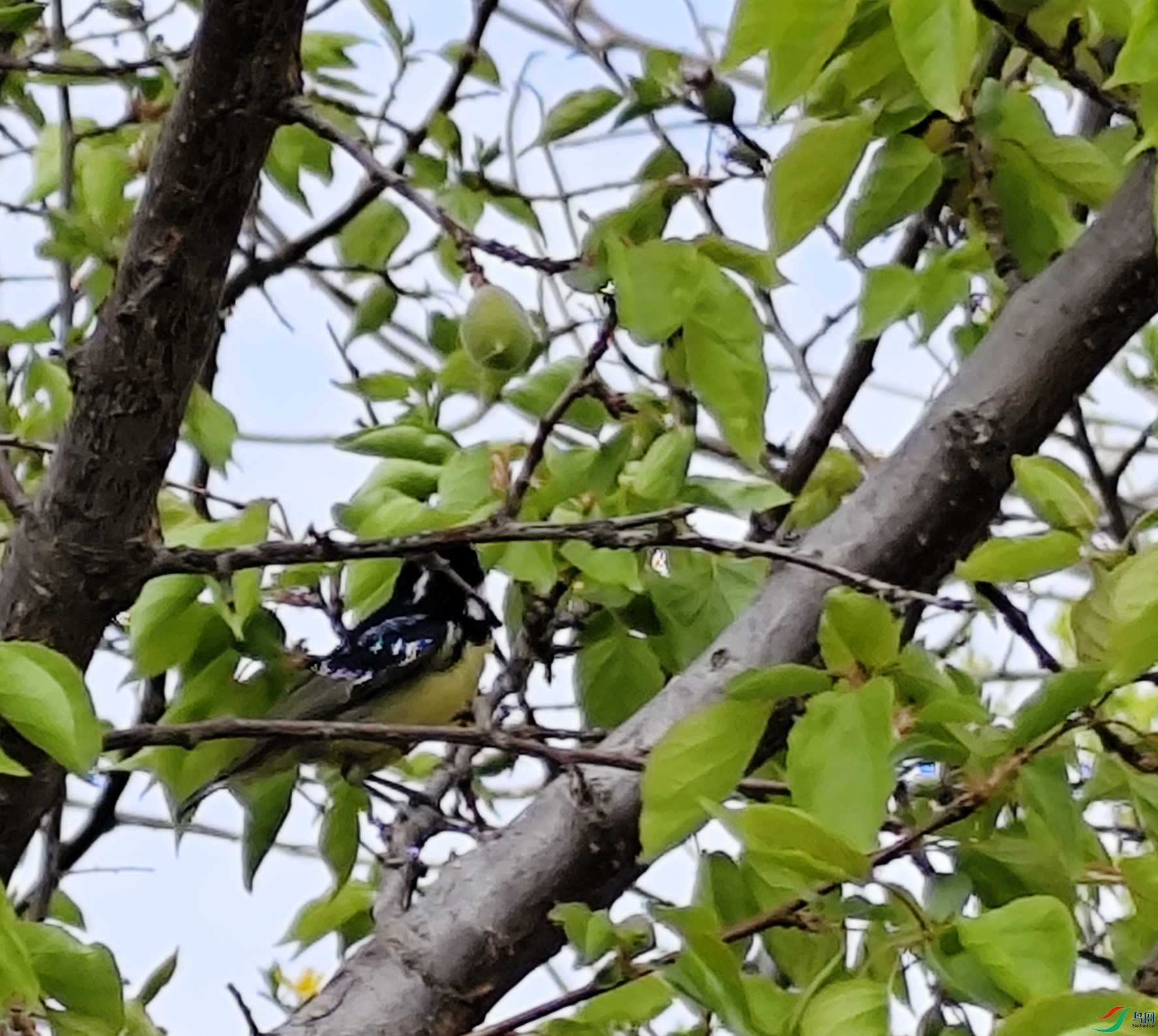 Prunus armeniaca L._��_PPBC_21245436_�γ���__.jpg