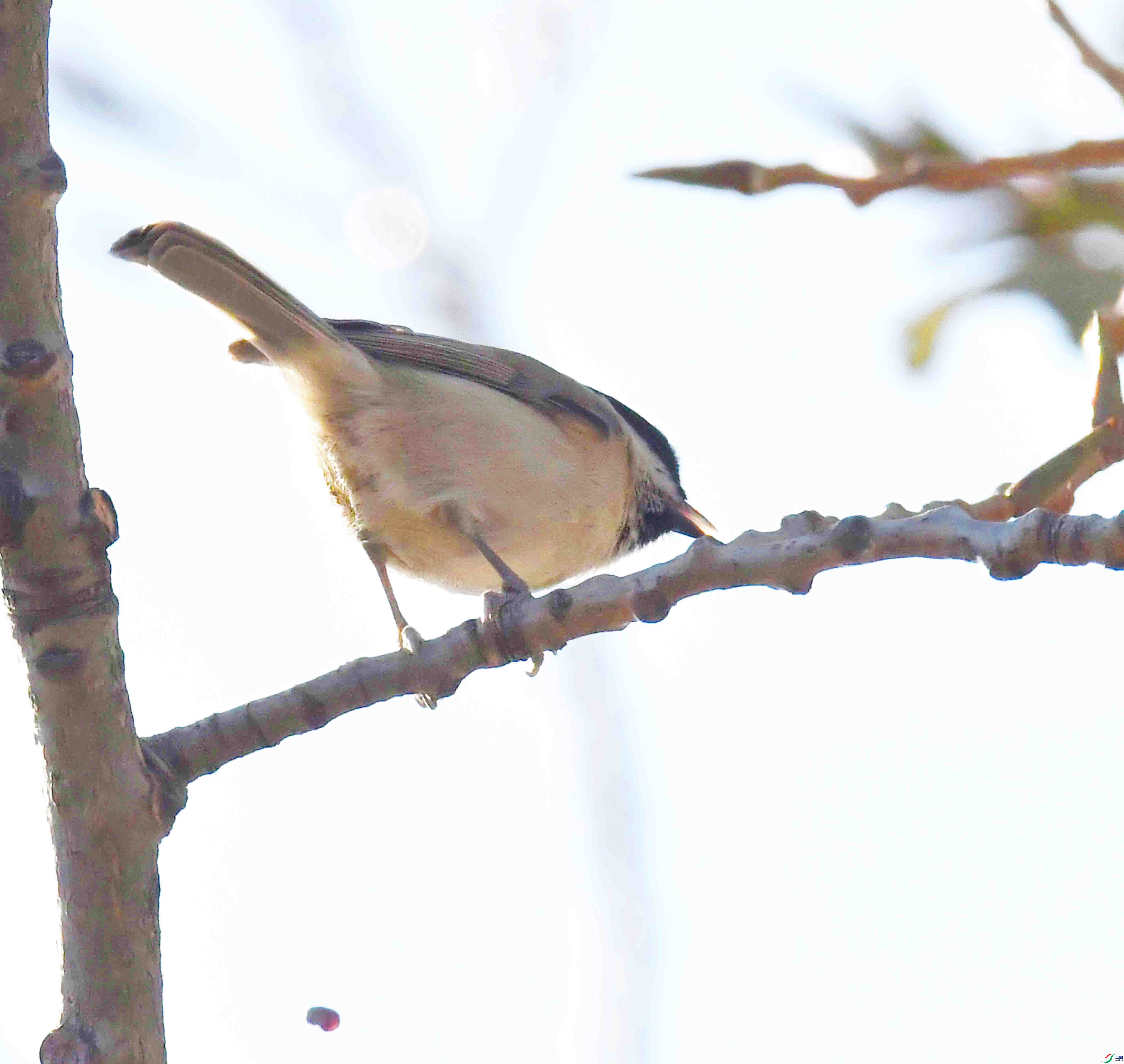 DSC_2034.JPG