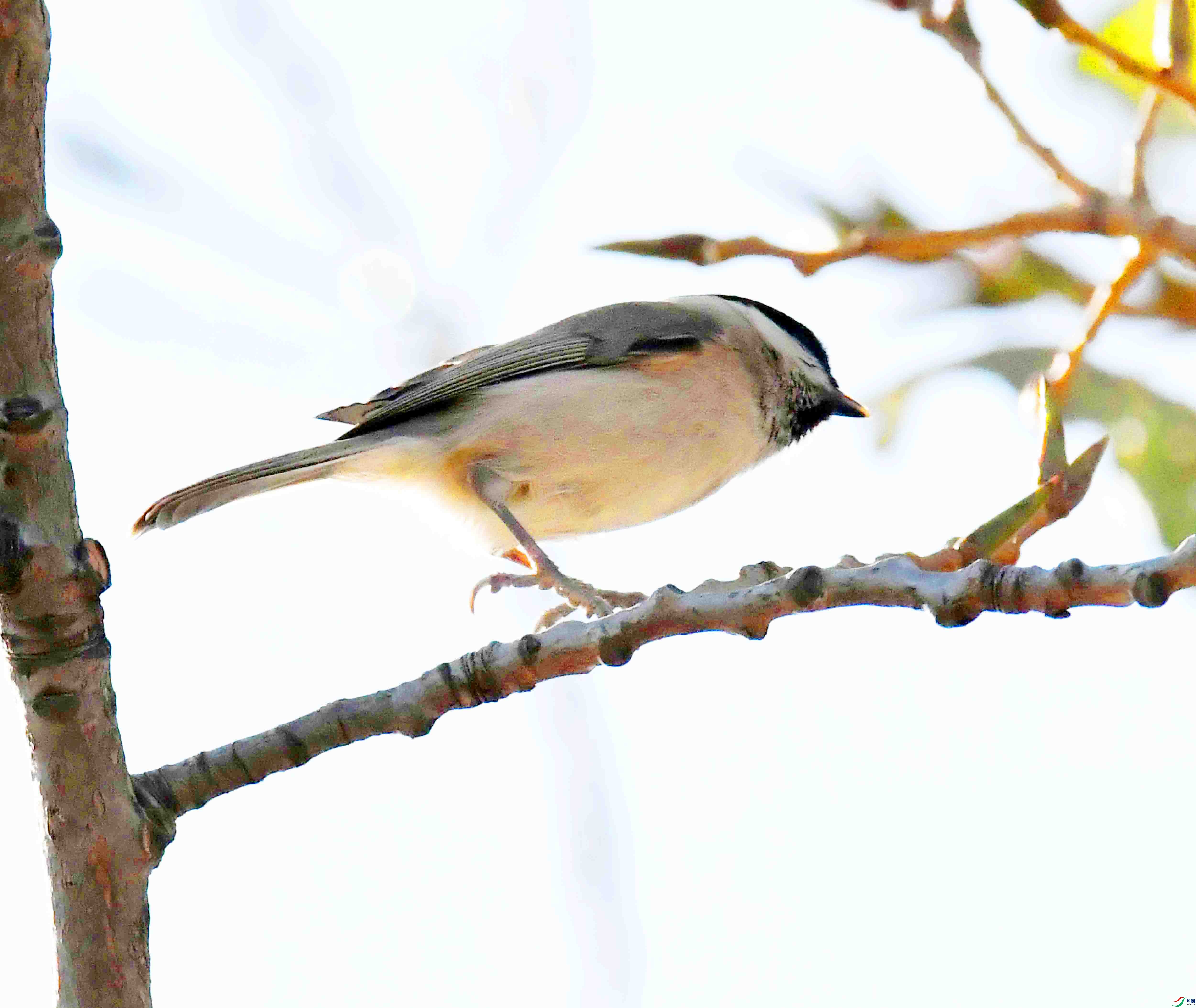 DSC_2035.JPG