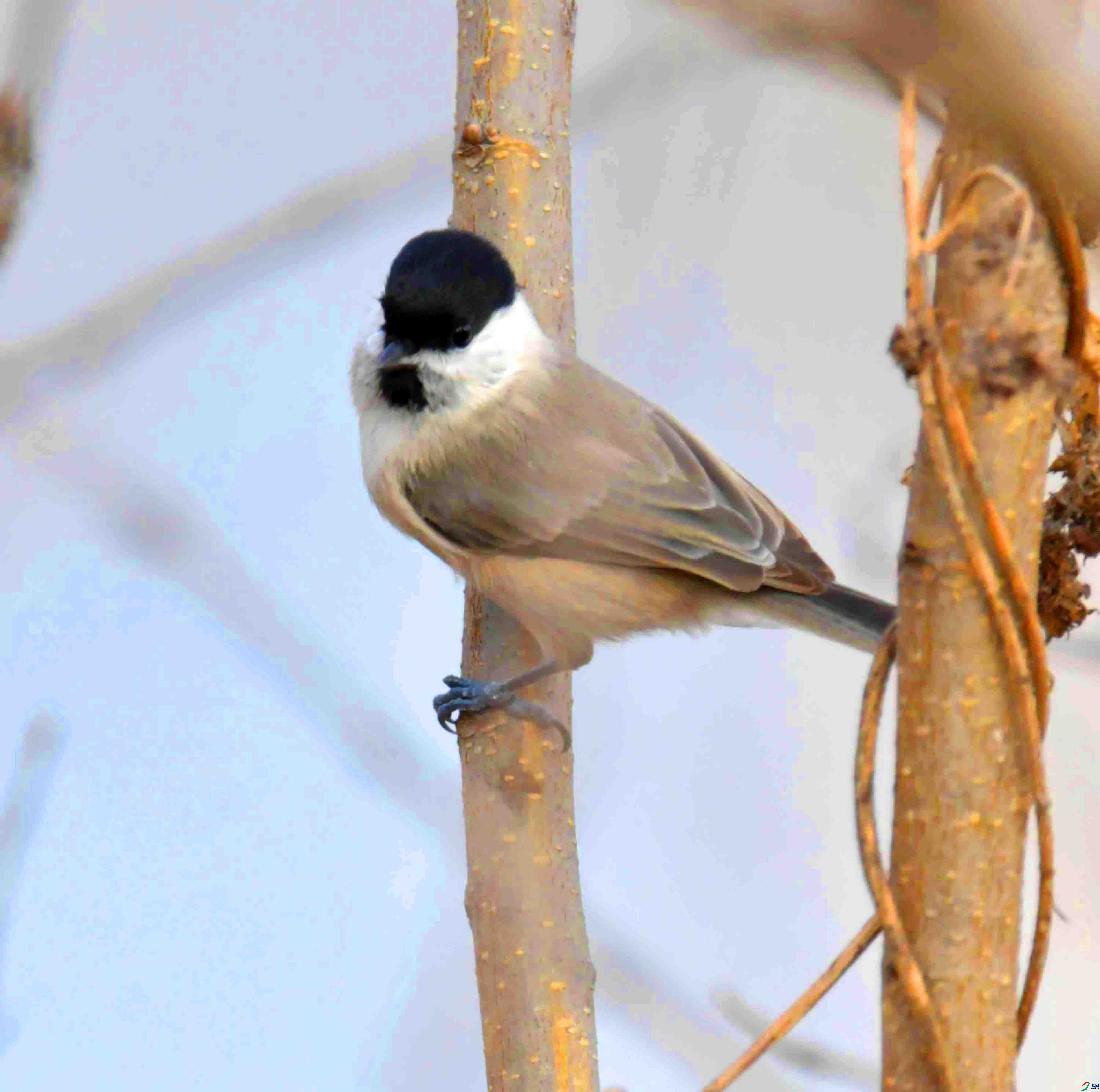 DSC_2446.JPG