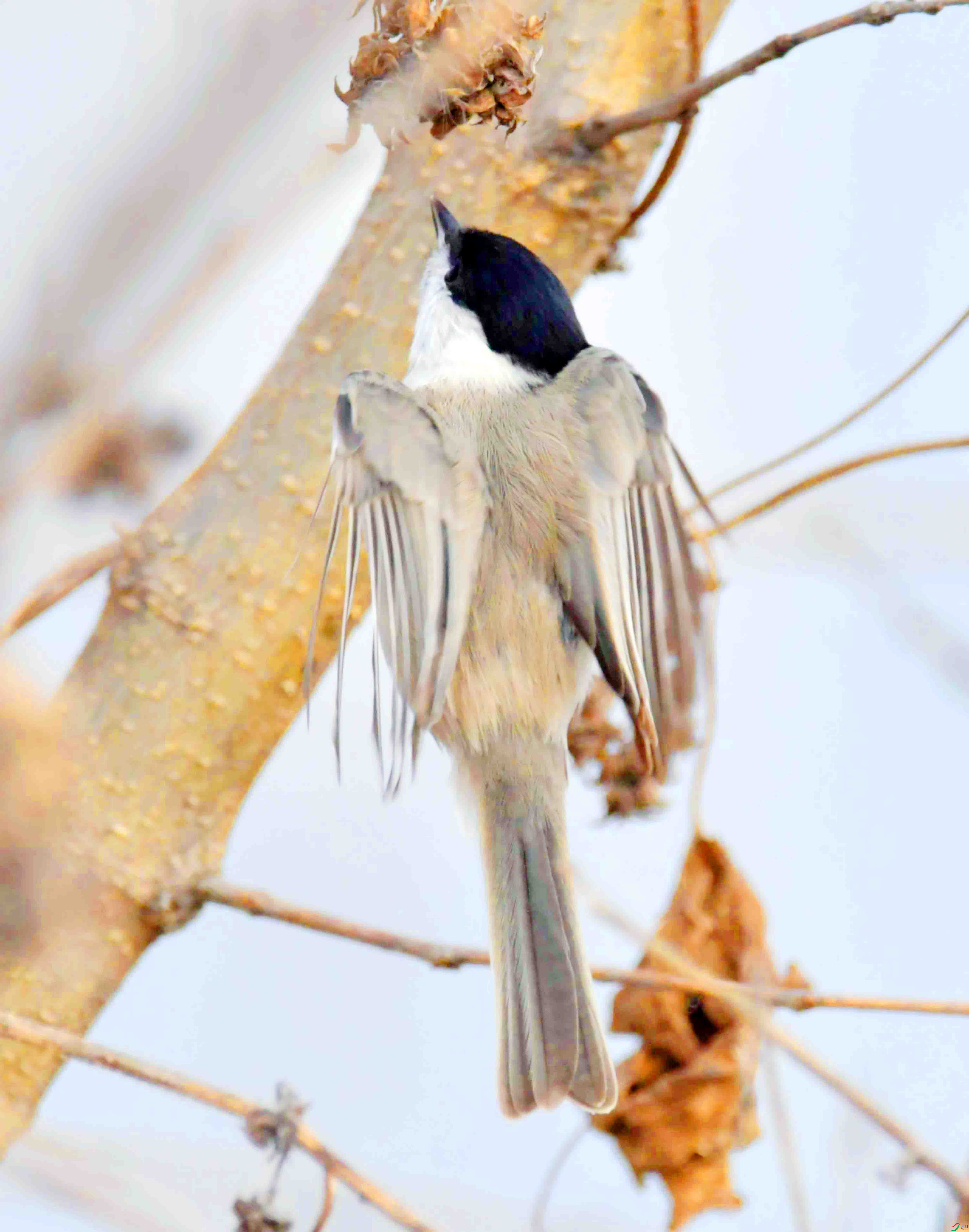 DSC_2482.JPG