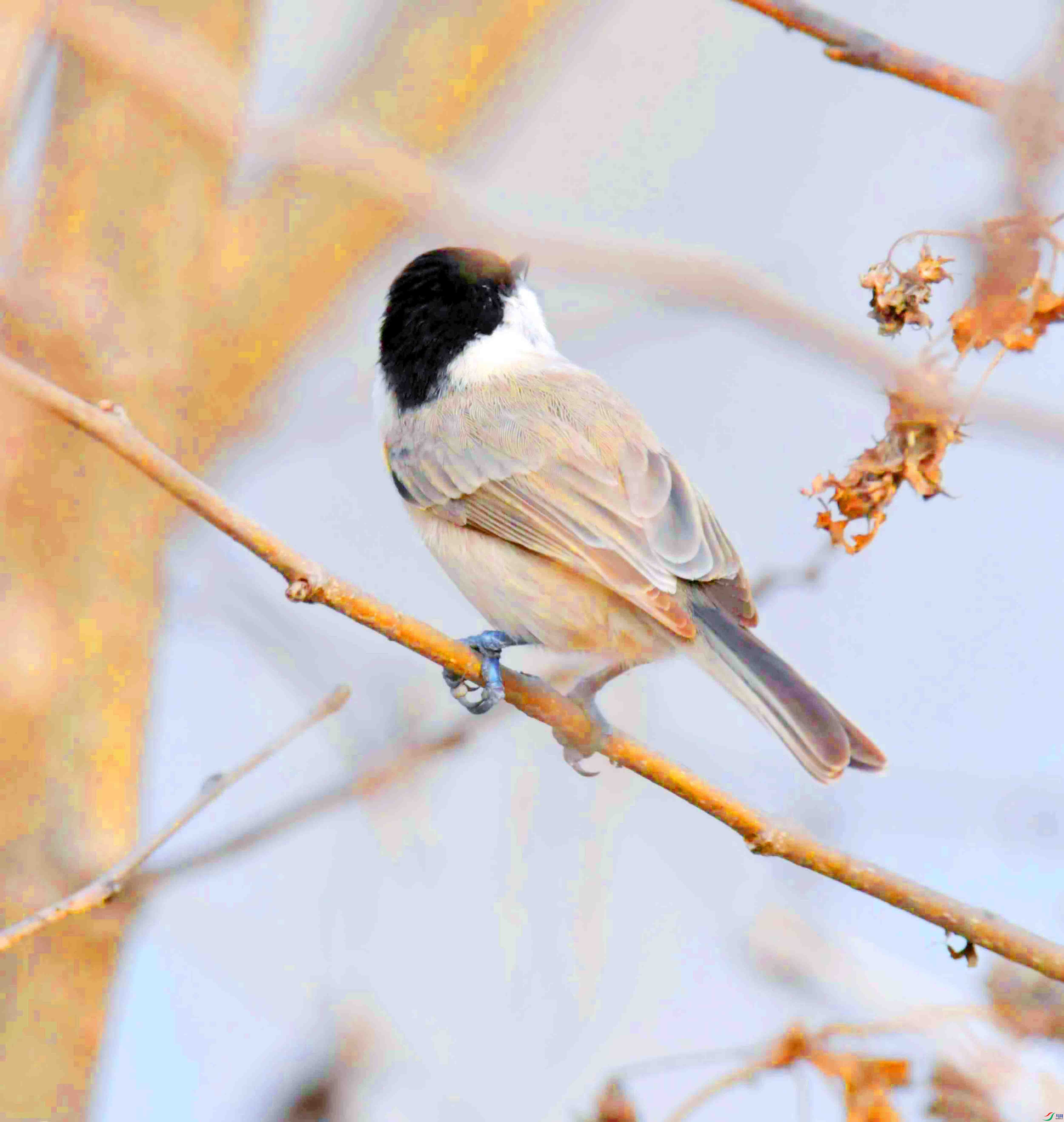 DSC_2524.JPG
