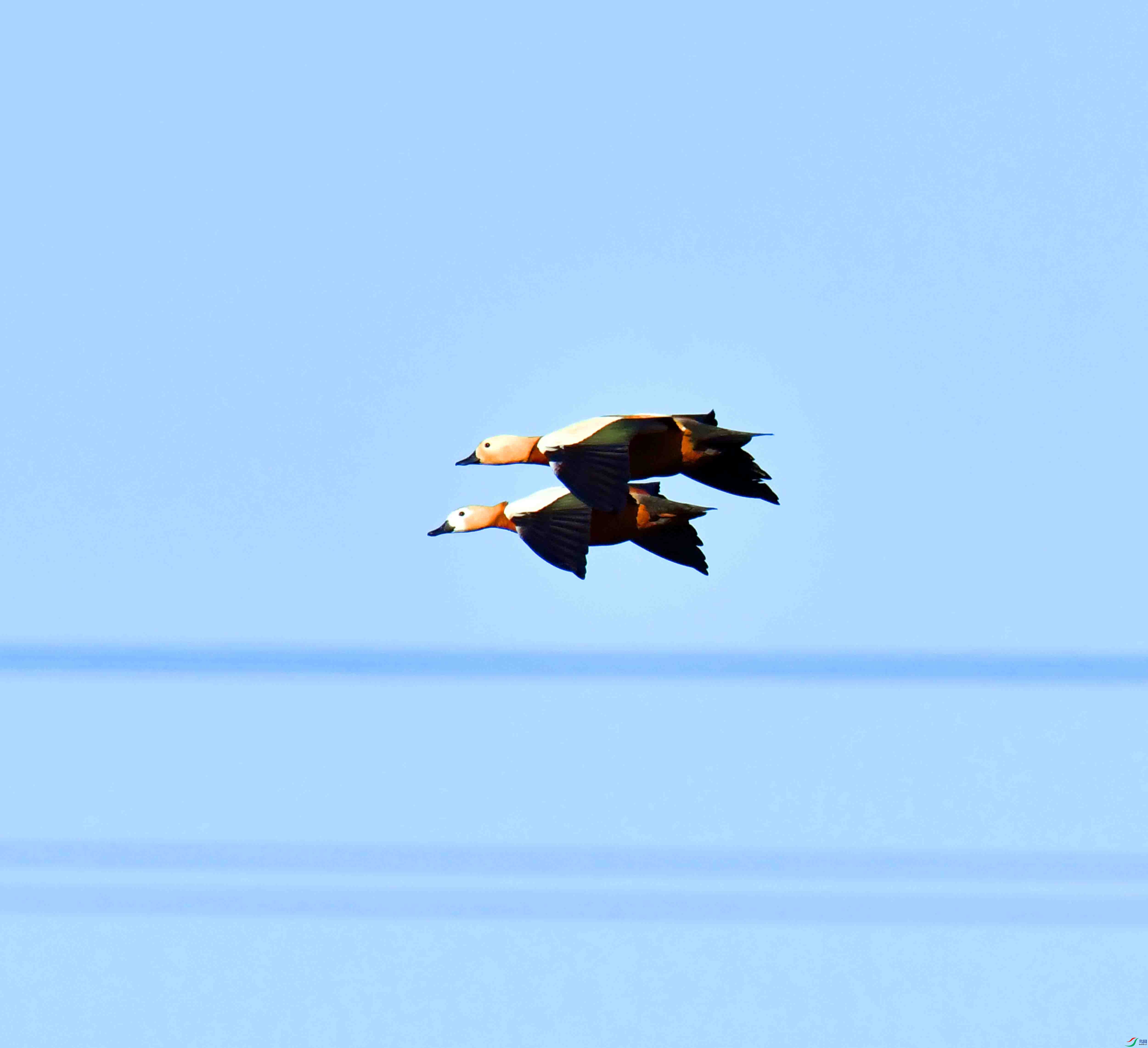 DSC_1181.JPG