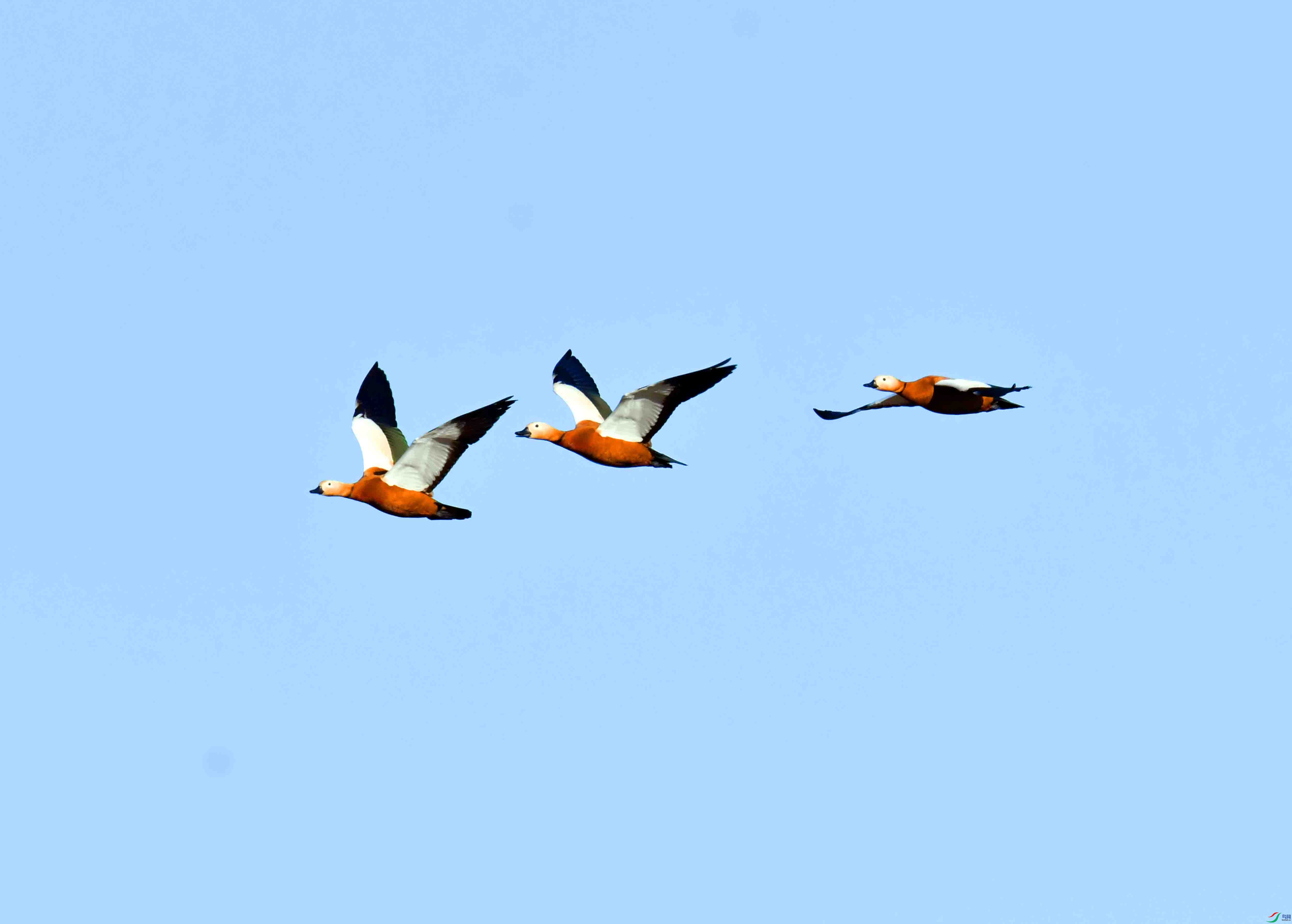 DSC_1195.JPG