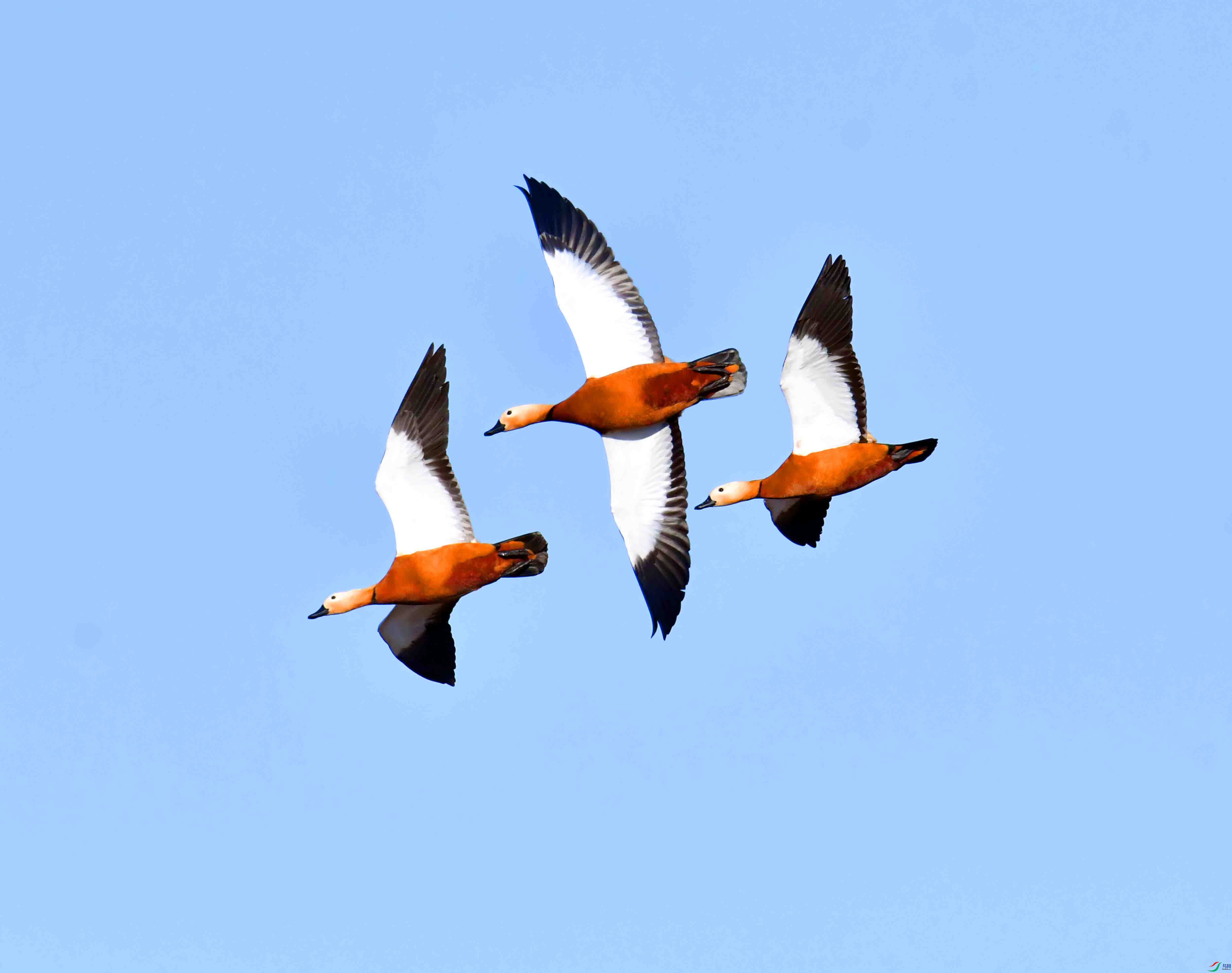 DSC_1212.JPG