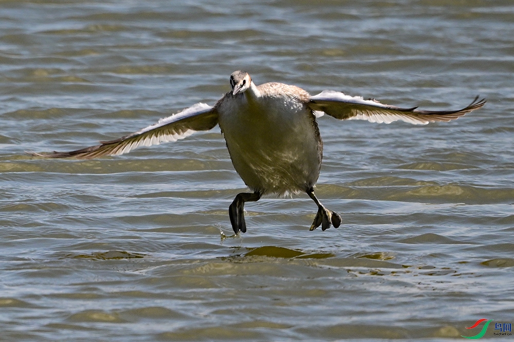 DSC_4377a---1000.jpg
