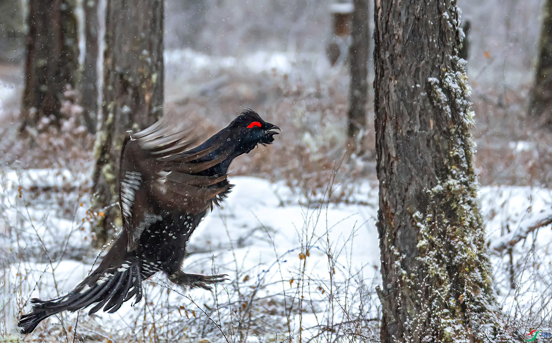 060A6617 ����-Sh----1 .jpg