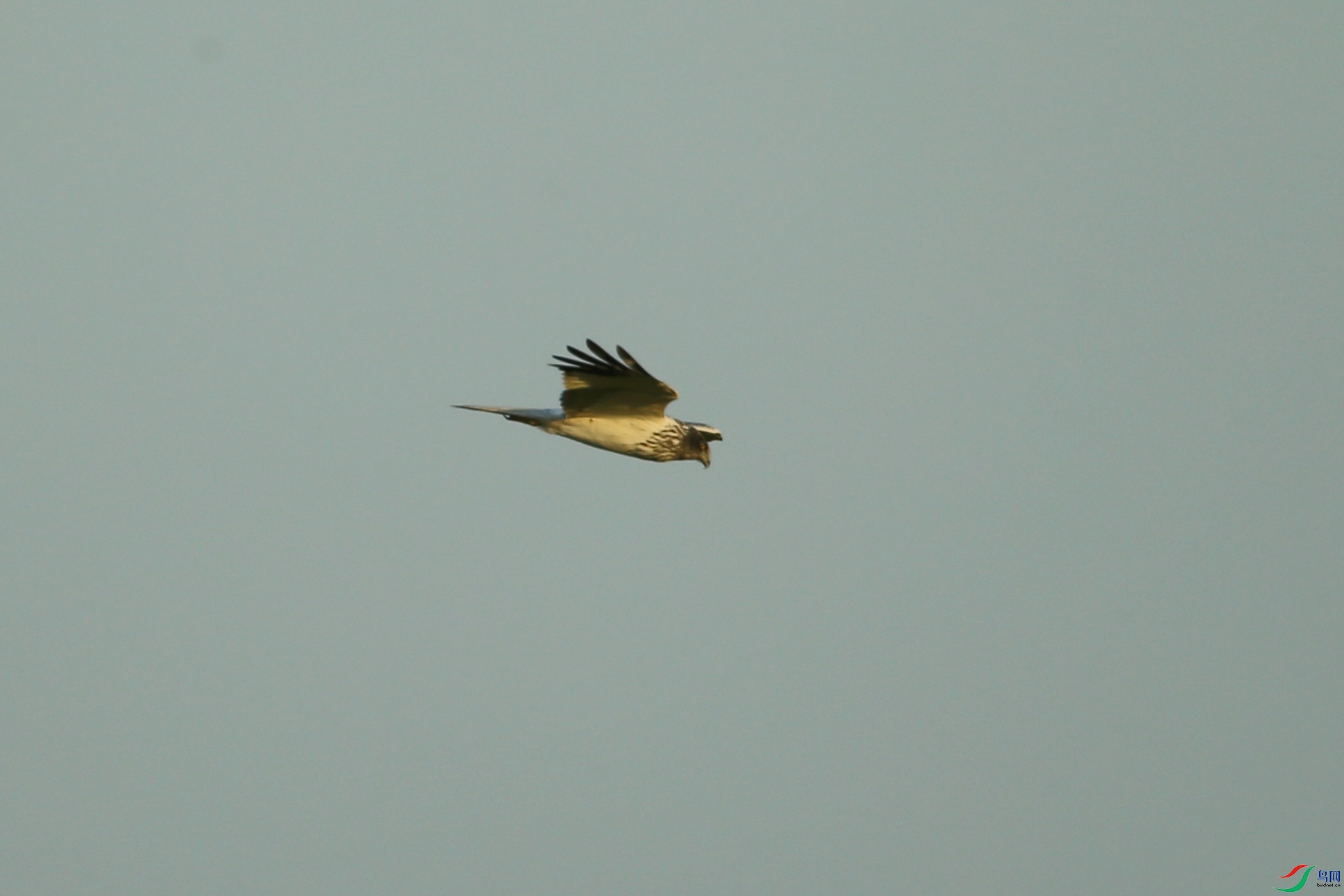 Picture 14964984.jpg