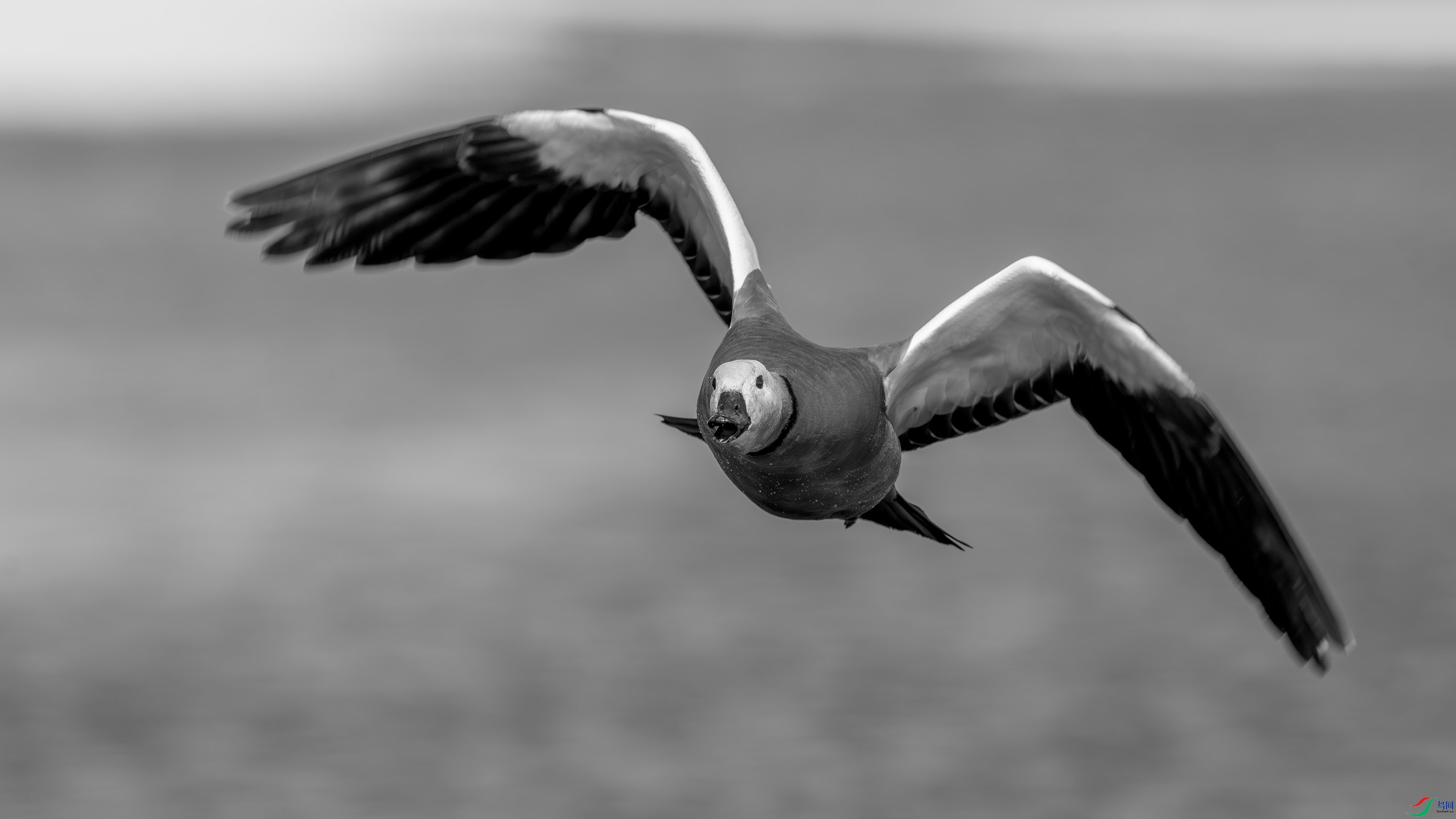 DSC03028-h.jpg