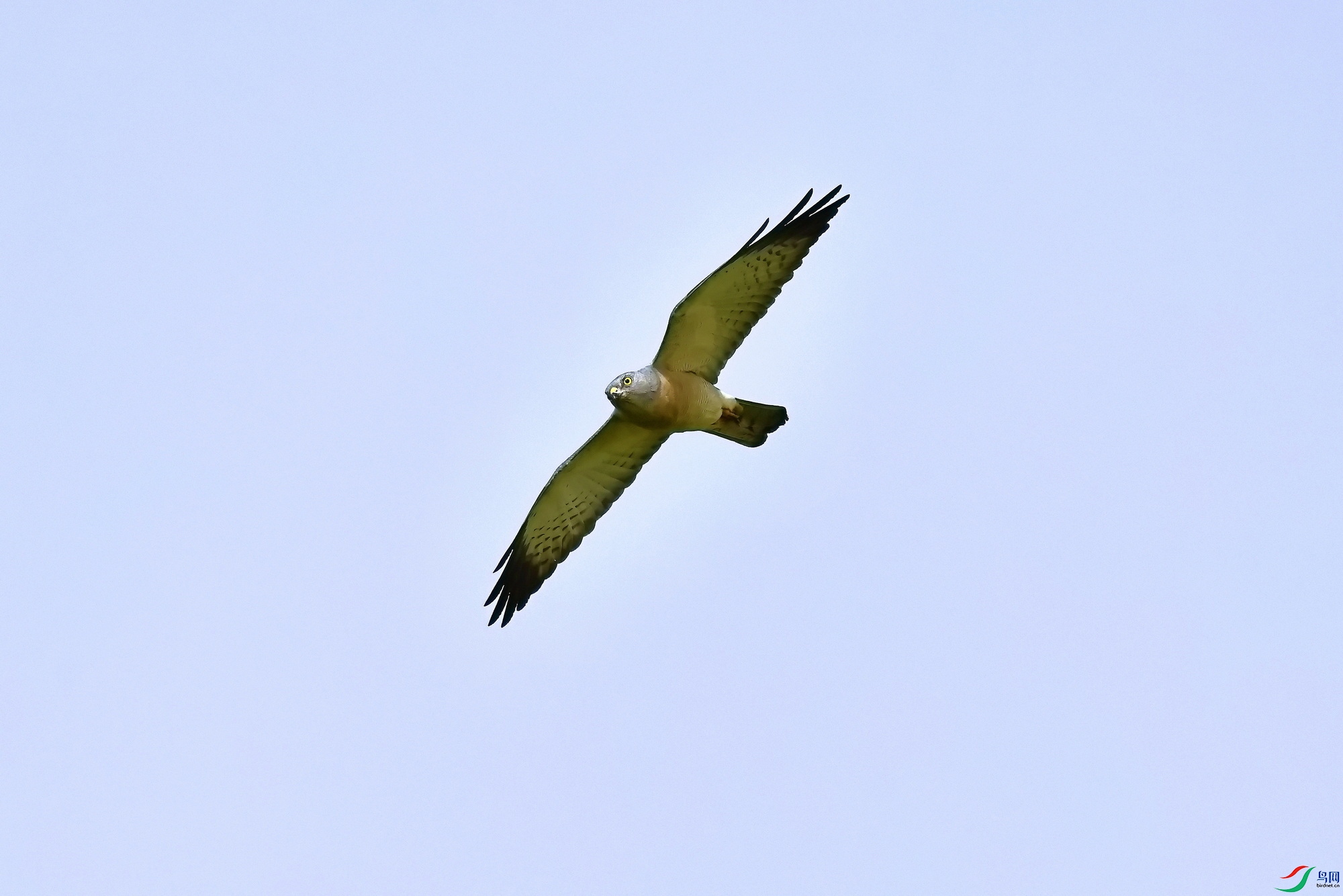 IMG_5585-1.JPG