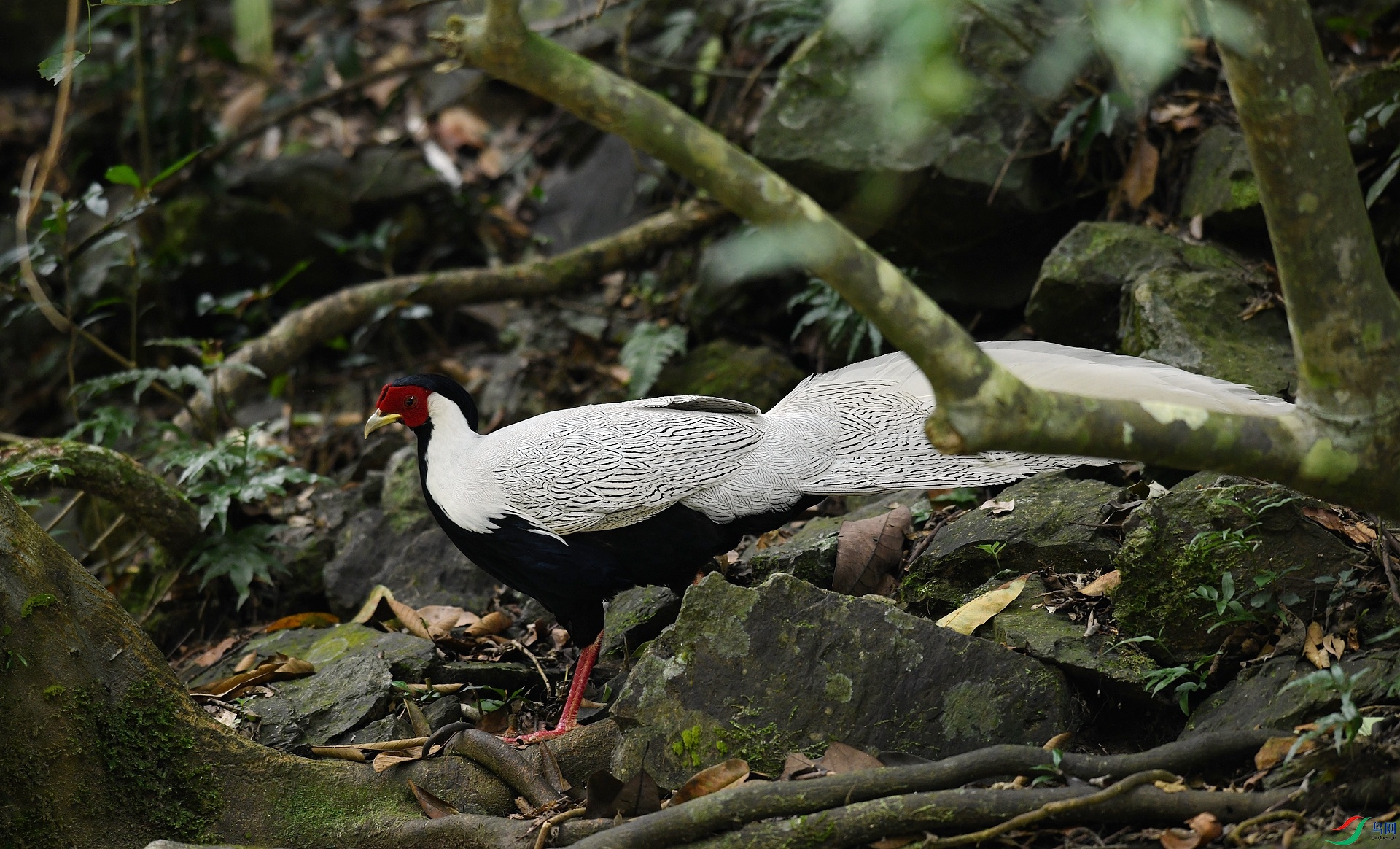DSC_4782.jpg